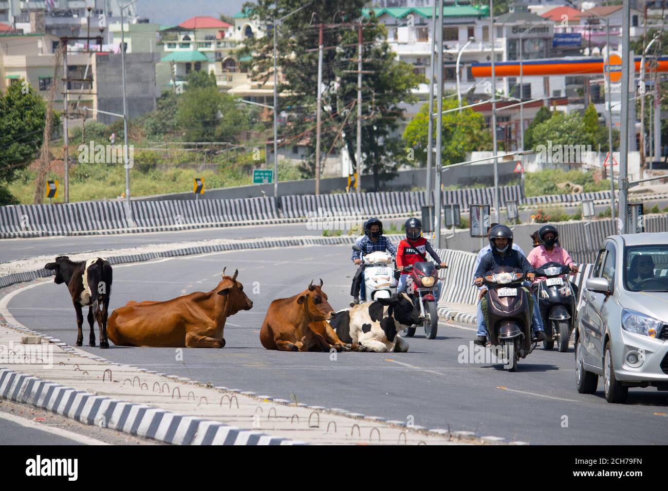 Dehradun, Uttarakhand/Indien - September 06 2020: Kühe sitzen auf der Überführung, Zweiradfahrer überqueren sie. Stockfoto