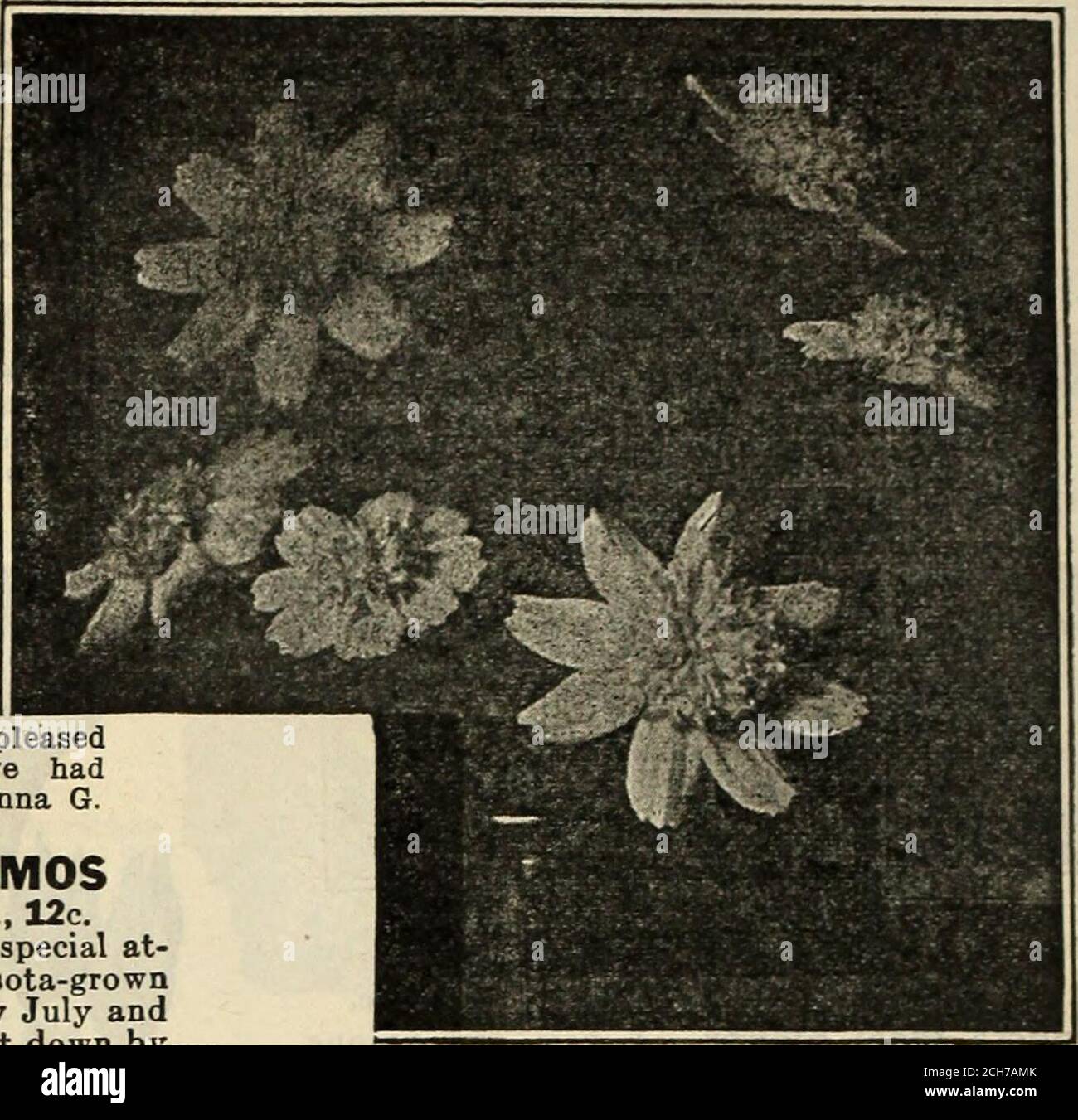 . Komplimente von Miss Emma V. White . Pkt.,25 Samen. Früh blühender Kosmos, gut gemischt.herrliche rosa, rote und weiße Schattierungen gemischt.Pkt., 40 Samen, 4c. NEUE CRESTED COSMOSPreis, Pkt., 25 Samen, 8c; die drei für 20c. Ein neuer spätdoppelter Kosmos von auffallenden Farben und Form. Wie viele Doppelblüten aus Samen, werden sie nicht alle wahr werden, sondern ein großes Prozentalter von Doppelblüten ergeben, wie im Schnitt gezeigt. Crimson King. Wunderschönes dunkles Karmesin. Rosa Schönheit. Weiches, zartes Rosa. Weiße Königin. Die gleiche charmante Doppelform in Weiß. KOSMOS, SPEZIAL GEMISCHT Diese Mischung beinhaltet alle auf dieser Seite beschriebenen Arten, Stockfoto