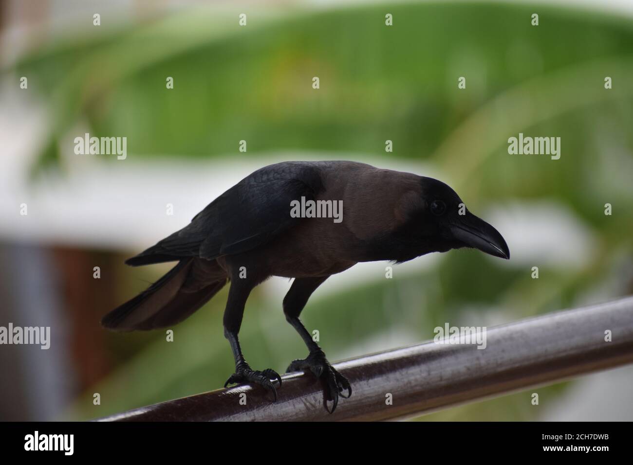 Indisches Krähenbild Stockfoto