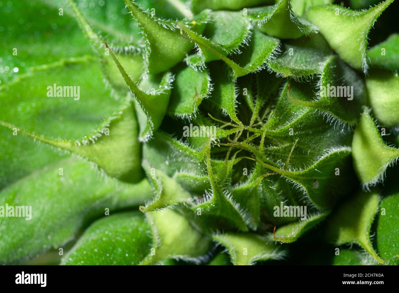 Nahaufnahme der grünen Jungen Sonnenblume Knospe Stockfoto