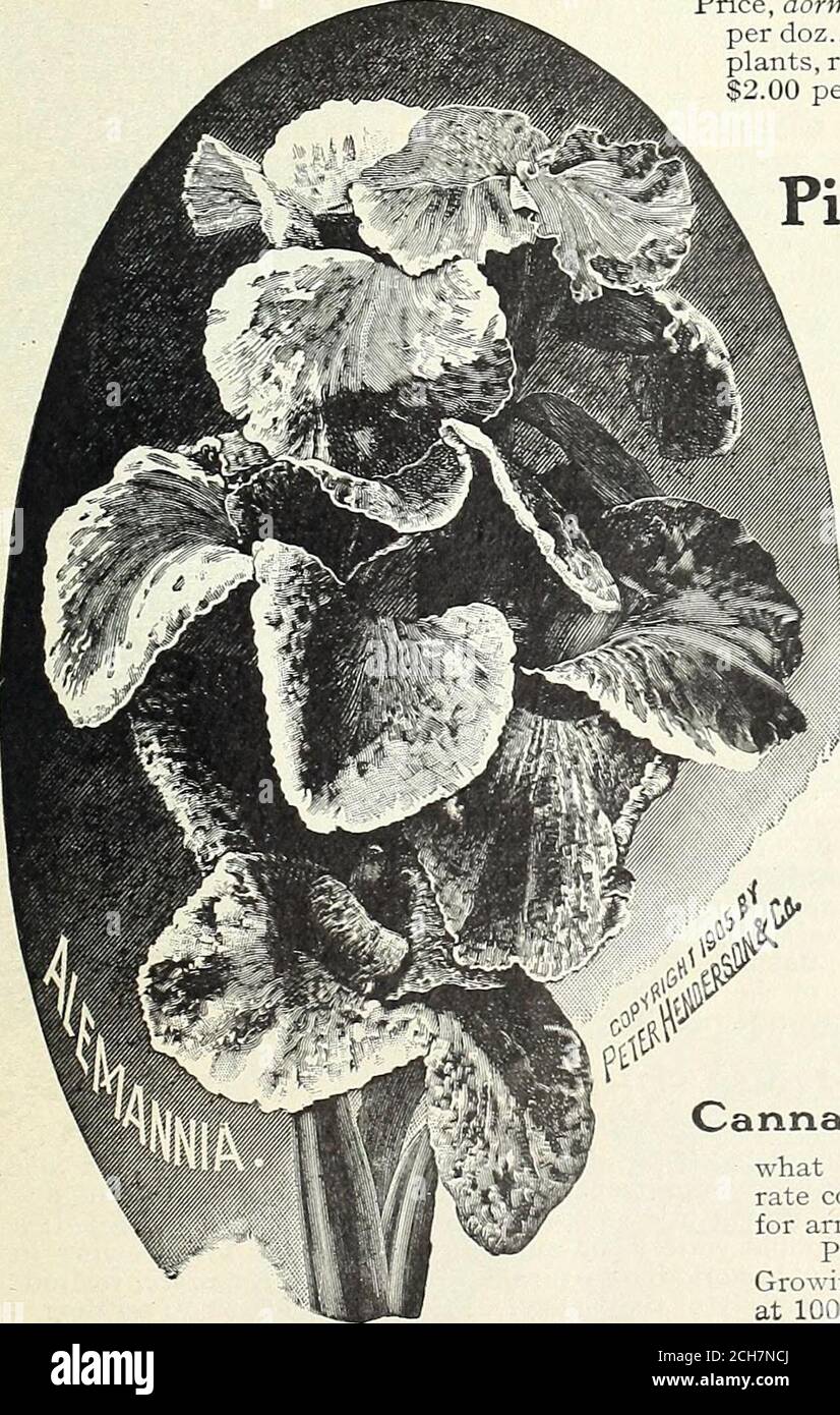 . Alles für den Garten : 1906 . auf und unregelmäßige Flecken auf den oberen Blütenblättern. Höhe, 6 Fuß.Leon Pepin Lehalleur. Brillantes Karminrot; ein starker Züchter.Madame crozy. Ein brillanter Zinnober-Scharlach, gelb umrandet.Mad. Leon Leclerc. Leuchtend orange-scharlachrot, gelber Rand.Madame Montefiore. Gelb, leicht getupft mit rot.Maranta. Sattes Johannisbeerrot, tiefes Bronzebaub.Paul Marquant. Ein eigenartiger Lachssattenton; sehr einzigartig.Philadelphia. Ein leuchtendes Rot, sehr reich und samtig.Feuersäule. Wächst 6 bis 7 Fuß hoch; sehr helles Scharlach.Premier. Brillantes, tiefes Karmesinrot, eingefasst von yel Stockfoto