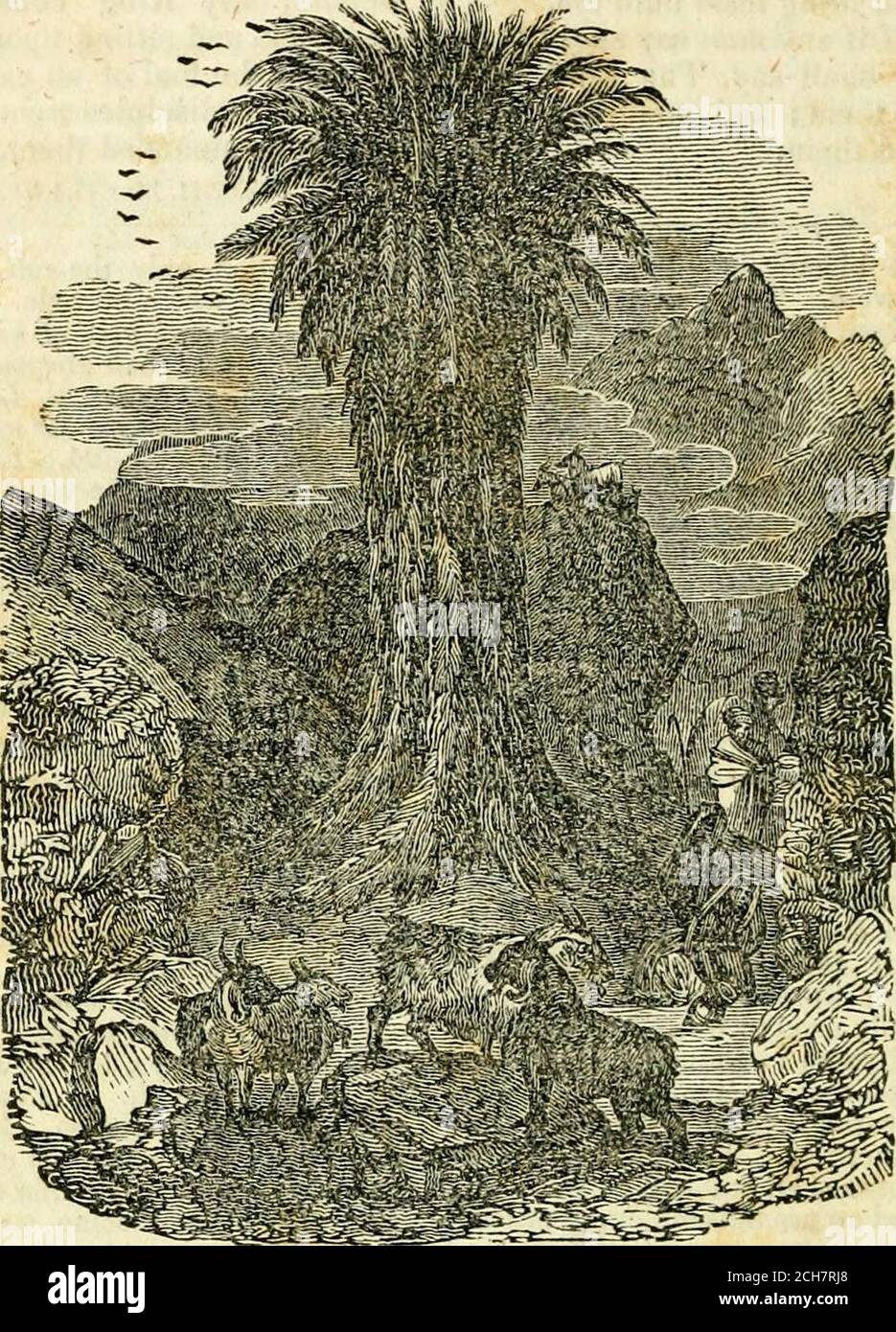 . Anmerkungen, erklärend und praktisch, über die Evangelien: Entworfen für Sonntagsschule Lehrer und Bibelunterricht . ays, von den Juden, AP-pliied zum Messias. IT-Tochter von Zion. Das ist Jerusalem. Zion war einer der Hügel, auf denen die Stadt je-rusalem gebaut wurde. Auf diesem stand die Gottheit Davids und einige starke Festungen. Die Namen Tochter und vir-Gin wurden ihr oft gegeben, in Übereinstimmung mit der orientalischen figurativen Ausdrucksweise. Siehe meinen Hinweis auf Isa. i.9. Amos v. 1. PS xlv. 13 ; cxxxvii.8. ISA. xlvii. 1. Es wurde themas ein Ausdruck ihrer Schönheit oder Aktualität gegeben. ^ Meeh. Siehe Hinweis, Stockfoto