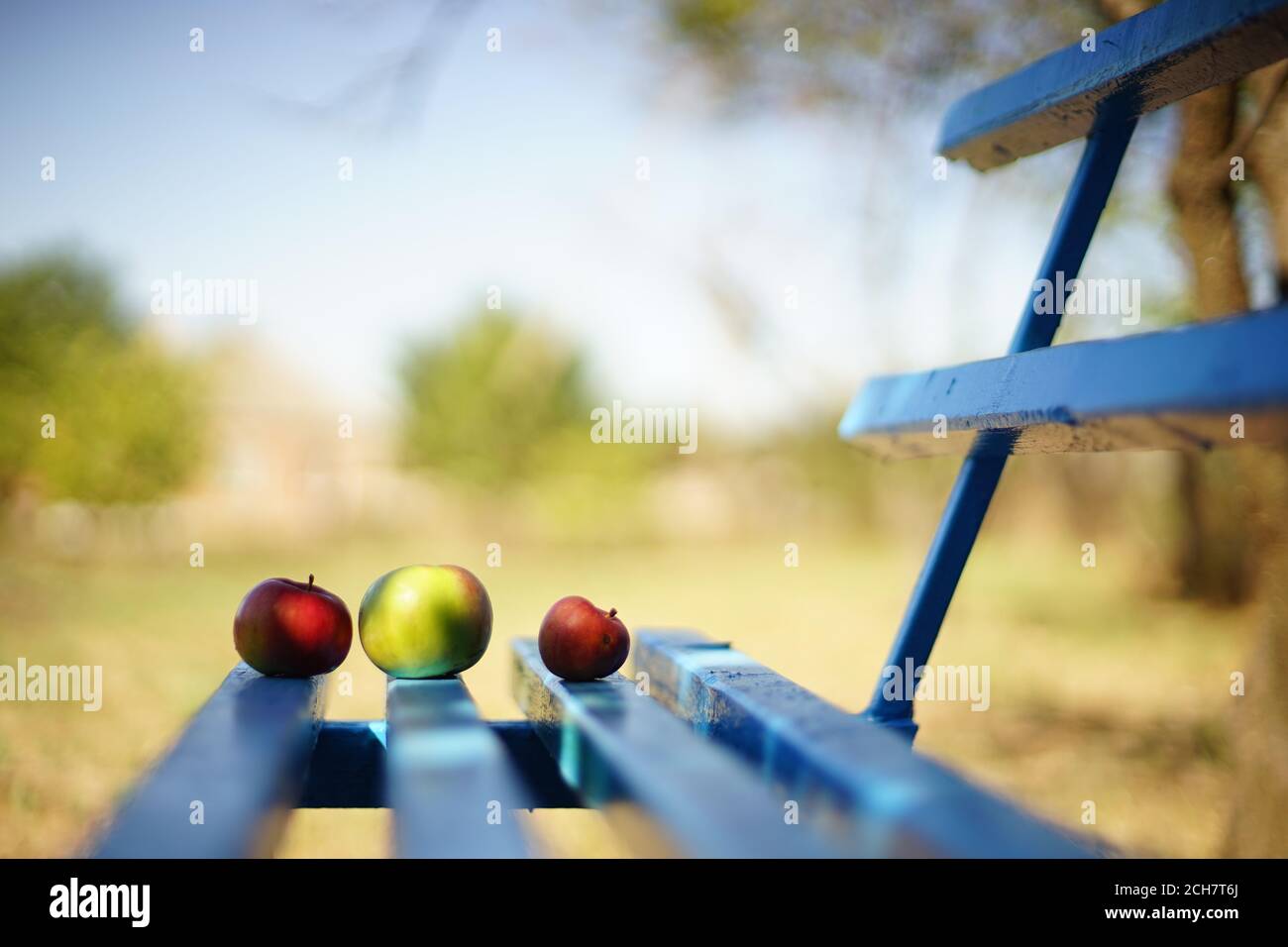 Drei reife Äpfel liegen auf einer blauen Holzbank Ein sonniger Garten Stockfoto