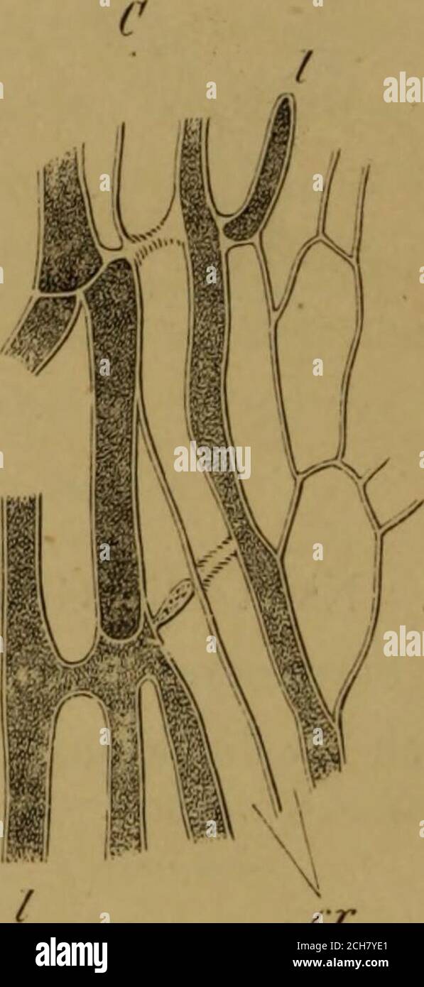 . Grundlagen der Pharmakognosie : Einführung in das Studium der Rohstoffe des Pflanzenreiches . er Abb. 1G4. Fi*. 165. Geschildert ölbildenden Trichome der Labiaten. In der Farnwurzelenthalten die Dräsen in ihrer kopfigen Endzeile anfangs Plasma, worin 163) Milchschläuche (l) aus liadix Taraxaci. Tangentialer Längenschnitt durch die Innen-rinde. 164) Längenschnitt durch die äusserst« Milchzone der Radix Taraxaci, stärker vergößt,<••/• Siebröhren, l Aliichschläche. 165) Längenschnitt durch eine der innen Milch/.onen der Rad. Taraxaci, in welchen diese Schläuche (I) von Siebröhren (er) hegl Stockfoto