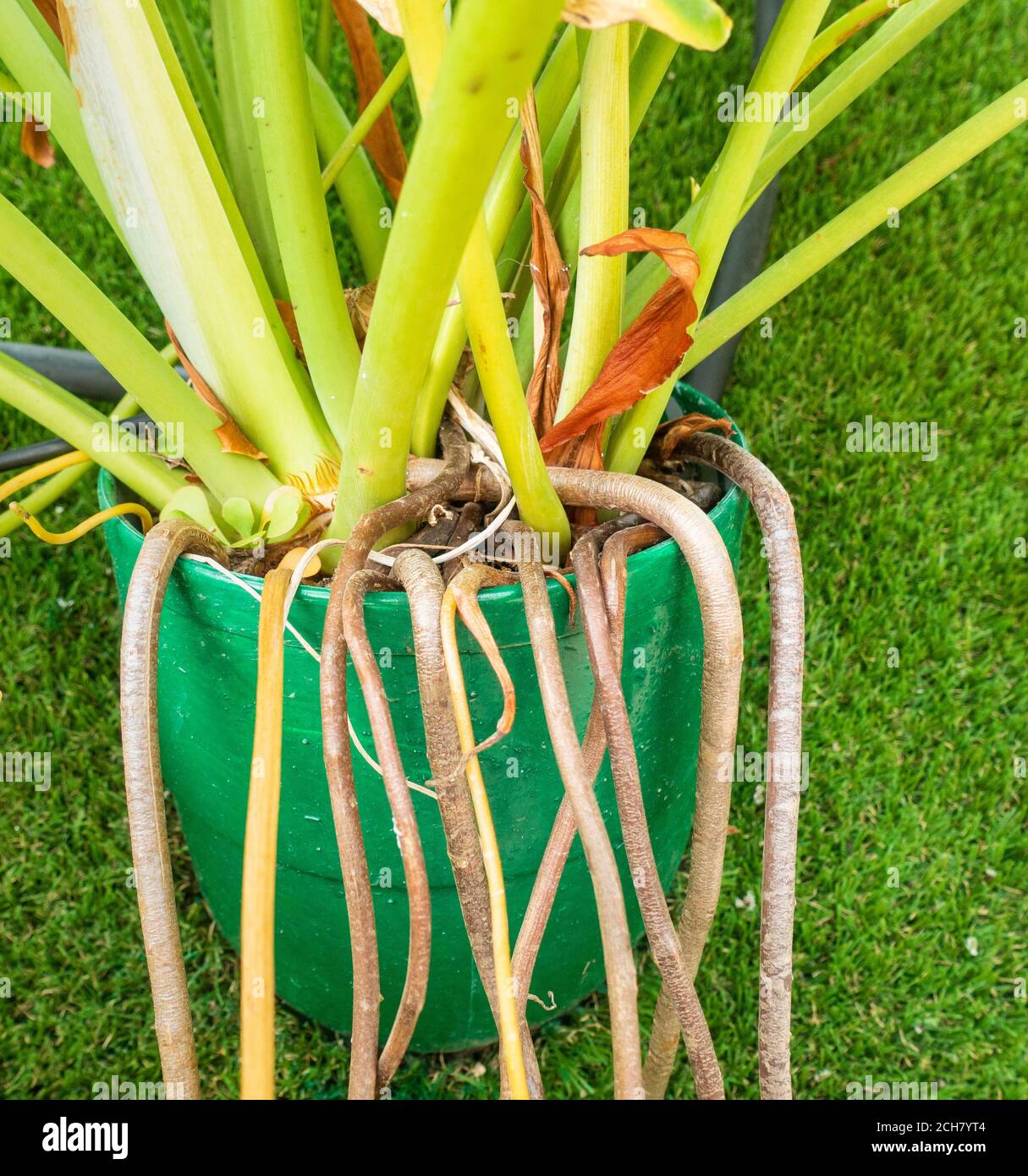 Monstera (Schweizer Ksepflanze) wchst in kleinen Behlter / Pflanzentopf  mit Wurzeln auerhalb Topf wachsen Stockfotografie - Alamy