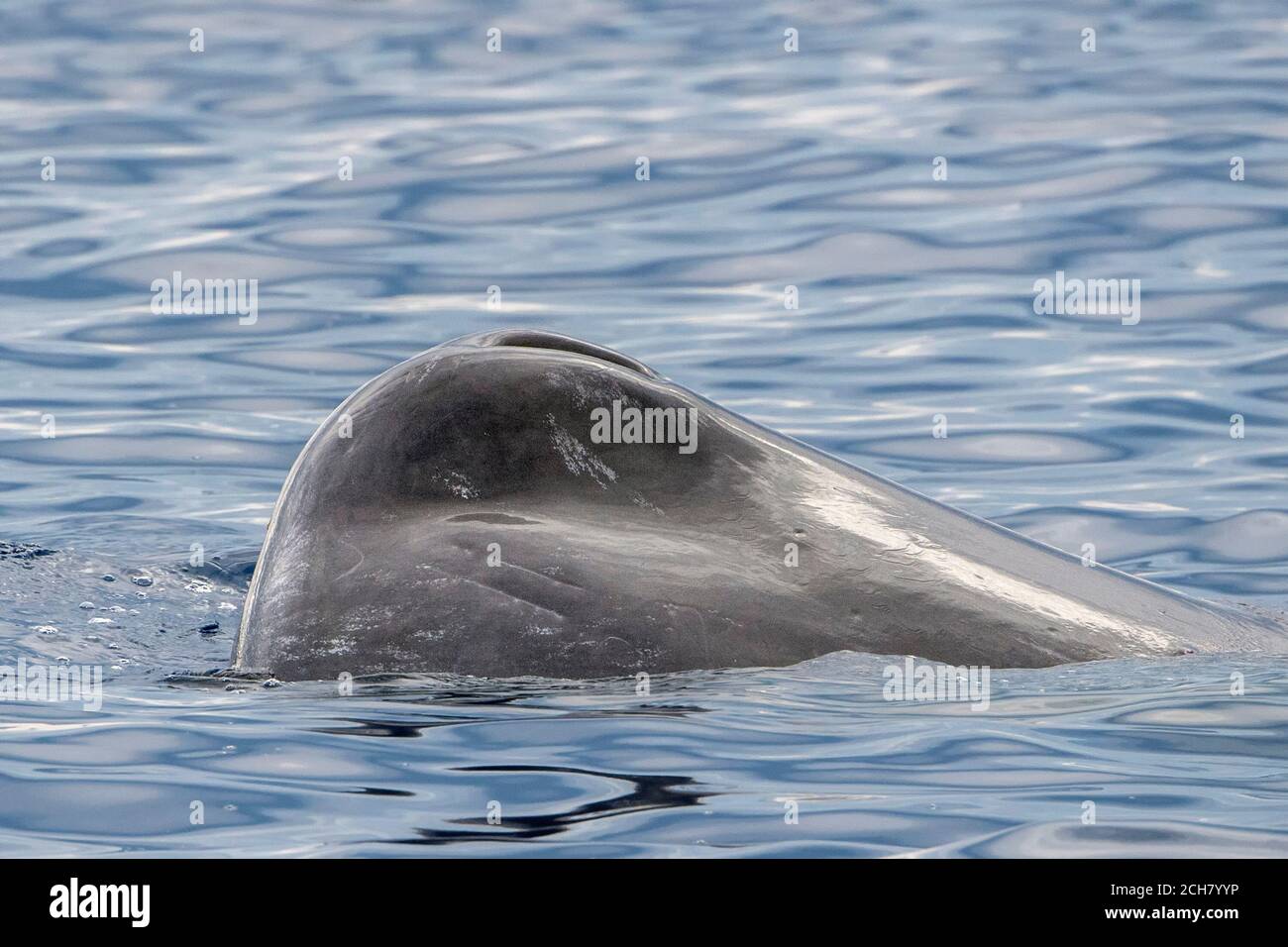 Spermawal Kopf Nahaufnahme bei Sonnenuntergang Detail Stockfoto