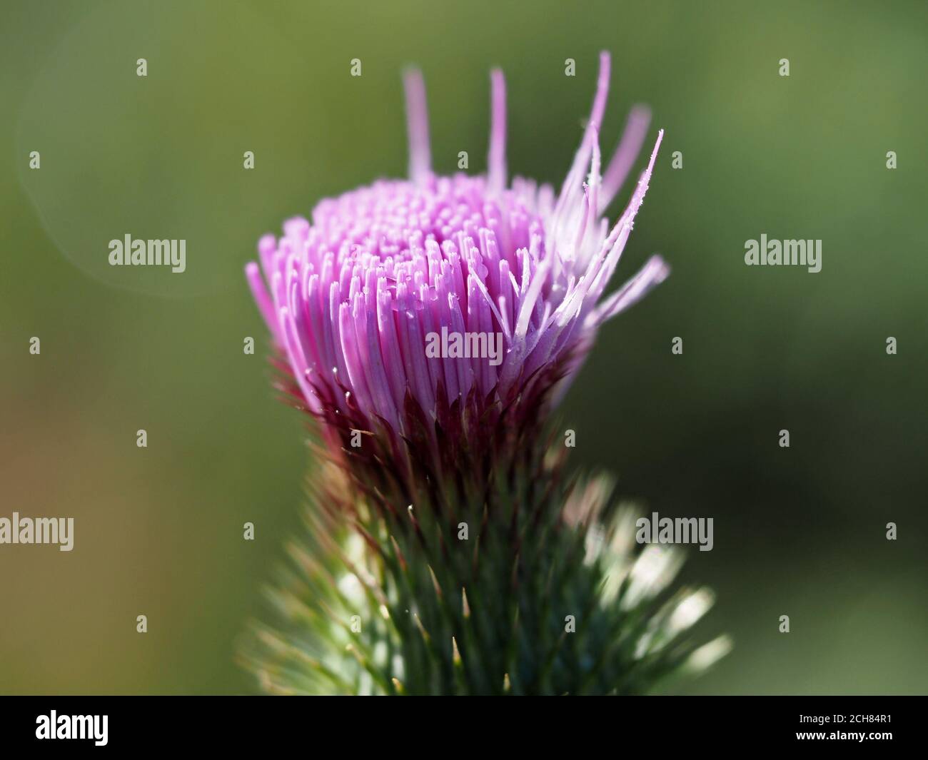 Cardoon Blume Nahaufnahme Makro Stockfoto