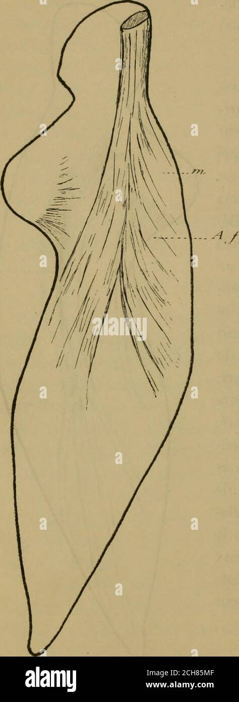 . La musculature de la nageoire pectorale du Mesoplodon et la marche de la Regression des muscles de l'extrémite antérieure chez les cetacés . t que Carte et Macalister (loco citato)le représentent, chez la Balœnopterarostrata, Descendant jusquau méta-carpien du doigt V. Bien que Pouchet et Beaure-GARD nen notent pas la présence chezle Cachalot, il ne semble pas avoir pumanquer. Chez le Plataniste (Gesandter J. an-DERSON, loco citato), le fléchisseurcubital du carpe était très fort et seprolongeait jusque sur le doigt V. Trouvé par Struthers, chez le Pho-caeiia communis, et par moi-même chezle Turs Stockfoto