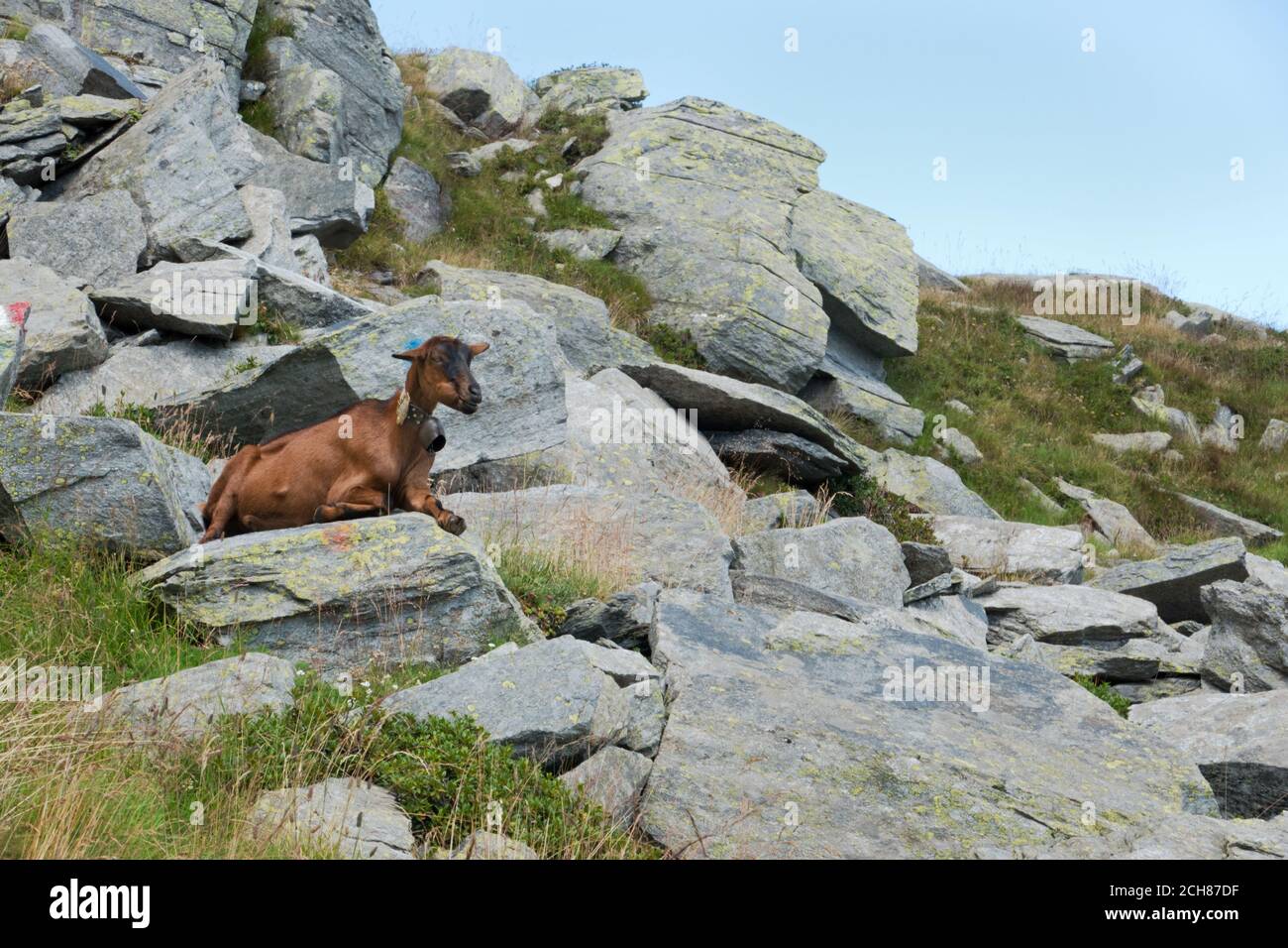 Braune weibliche Ziege mit einer Glocke, die auf einem Felsen ruht. Stockfoto