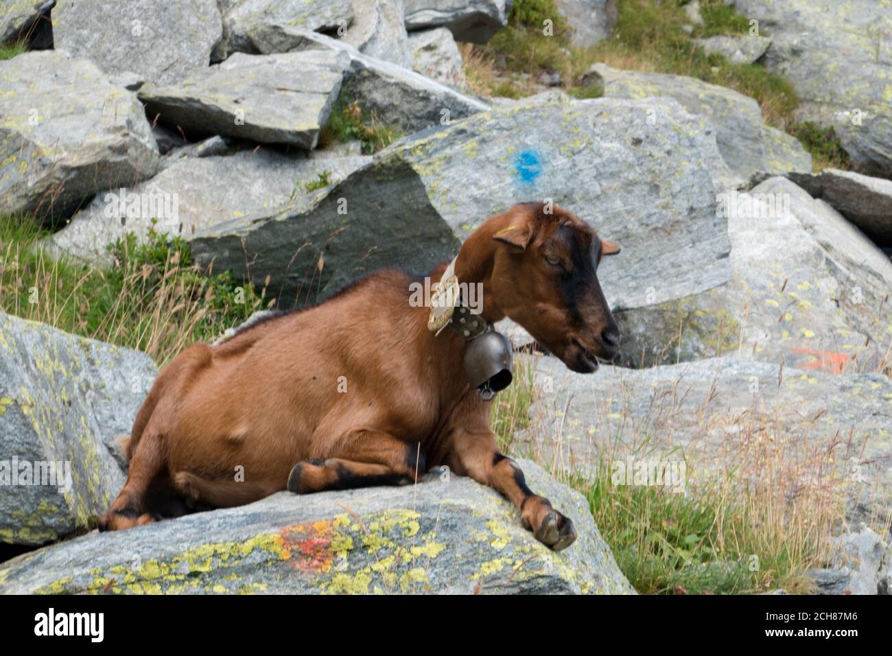 Braune weibliche Ziege mit einer Glocke, die auf einem Felsen ruht. Stockfoto