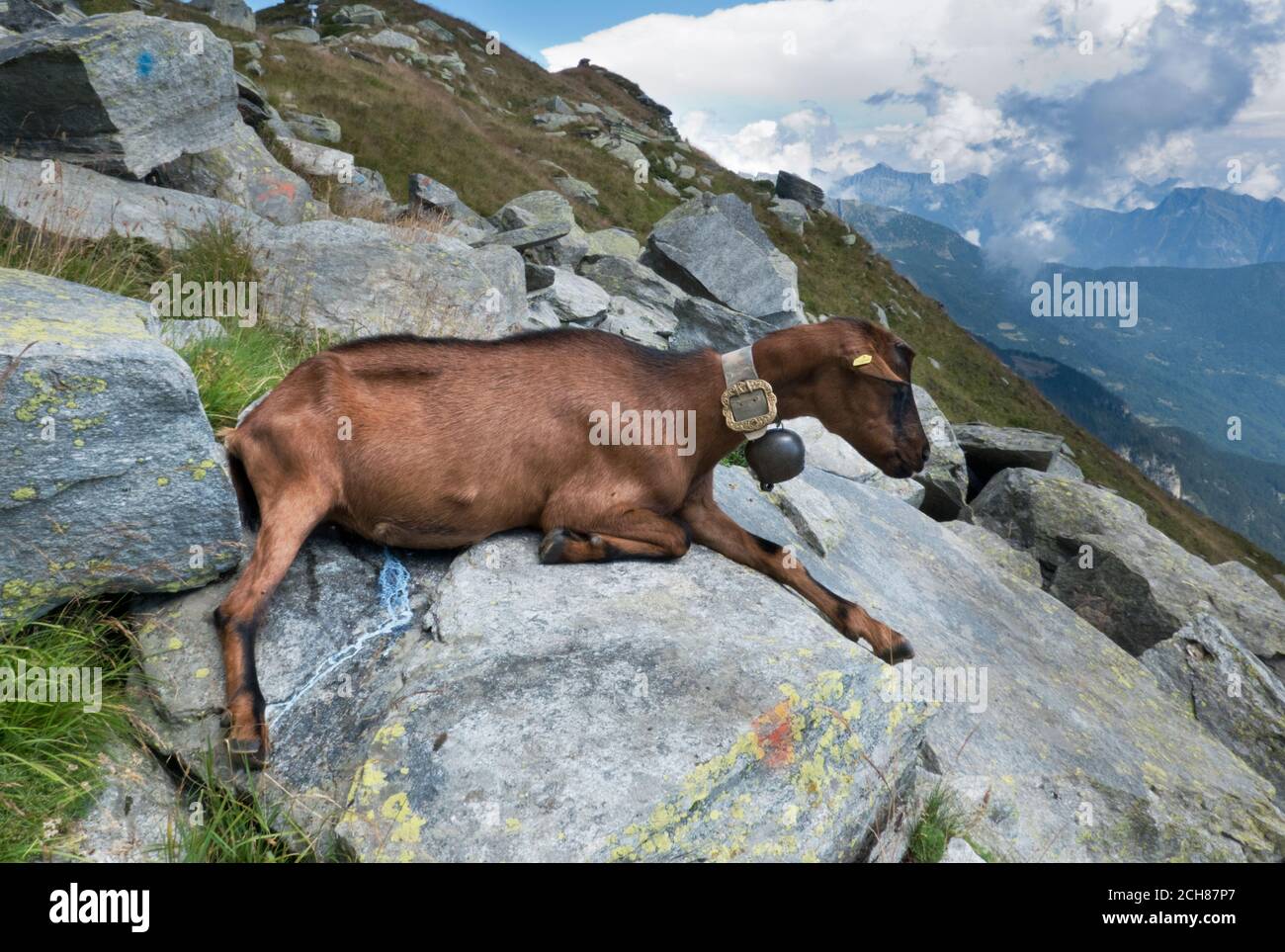 Braune Ziege mit einer Glocke, die auf einem Felsen ruht, Milch tropft aus ihrem Euter Stockfoto