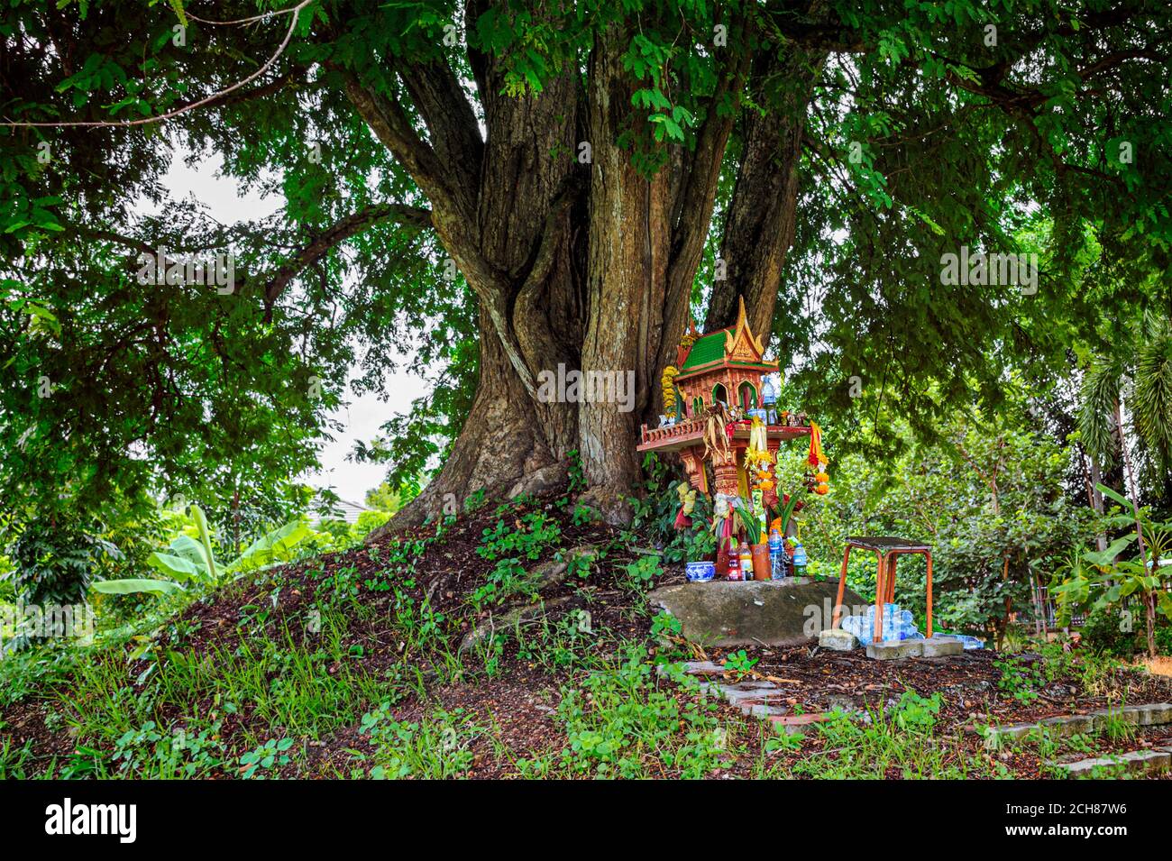 Dahinter steht ein Geisterhaus auf Erdhügel mit riesigem Baum. Traditionelles Thai Miniaturhaus für Schutzgeist gebaut, um zu residieren. Stockfoto
