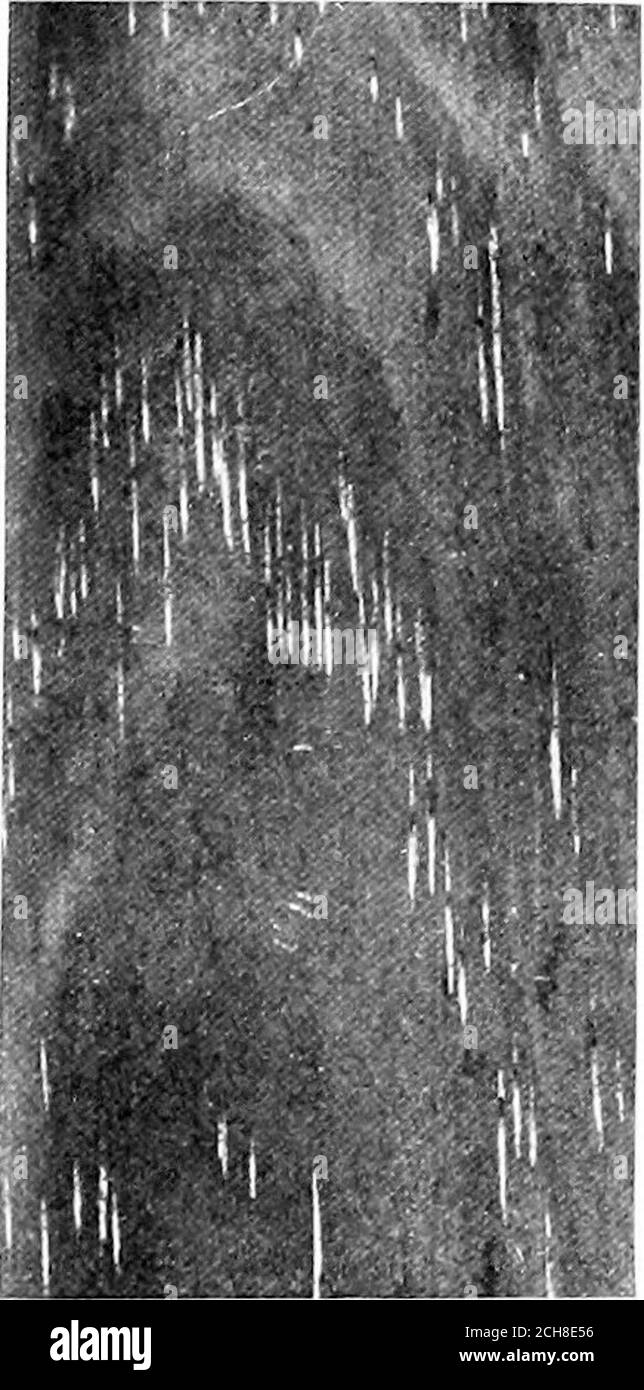 . Holz und Wald . Querschnitt, vergrößerte Durchmesser von 37l-^. Tangentialer Abschnitt, Lebensgröße. Int^Wenn 7^ /w jaj^ -y- ^a/ ^7t ^ U % aictV^ r^^ tp- r^- NEB. A,QW. -;^3i 1 ■:. –^ i^ir .i r- LL i ^^ Y^^^^-/ ^ j^CJ?i.o J2 KJS^ S VR >V£#^ ^; • p v./ ^ ^.>   >!n --d Habitat, Stockfoto