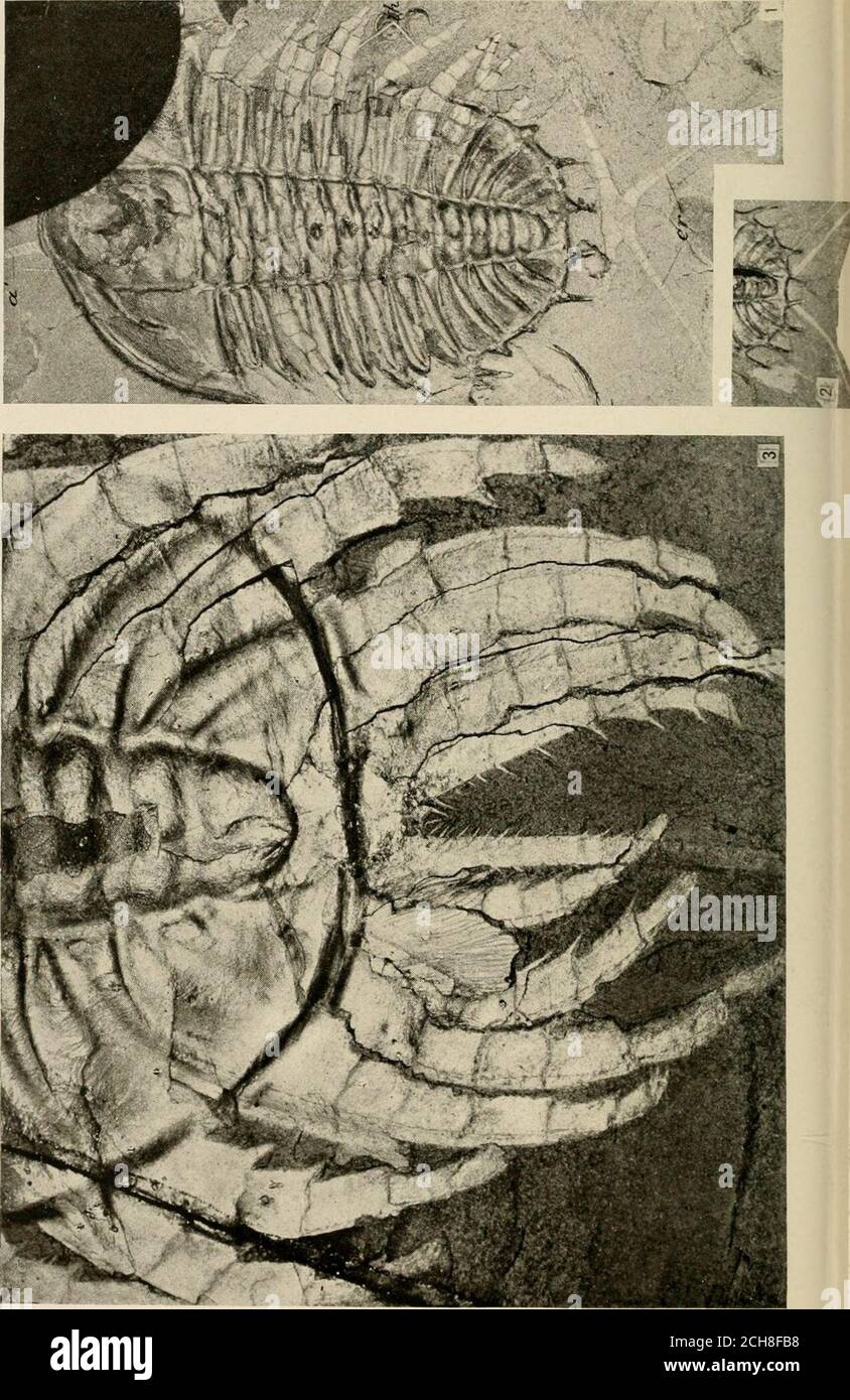 . Smithsonian verschiedene Sammlungen . Kephalische Anhänge von NEOLENUS SERRATUS (Rominger). NR. 4 ANHÄNGE VON TRILOBITEN 183 BESCHREIBUNG DER PLATTE 17 SEITE Ncolenus serratus (Rominger) 126 Abb. 1. (Natürliche Größe.) Ein teilweise exfoliiertes Exemplar mit (a)einem Antennull, zahlreichen thorakalen Beinen (thl) und angeschlossenem kaudalen rami (cr). Die kaudalen rami wurden nach hinten gezogen und ziehen mit ihnen einen Teil der Unterkante der ventralen Auskleidung der Körperhöhle. U. S. Nationalmuseum, Katalog Nr. 57656. 2. (Natürliche Größe.) Pygidium mit dem kaudalen rami, der sich von unterhalb davon in ihrem wahrscheinlichen n ausdehnt Stockfoto