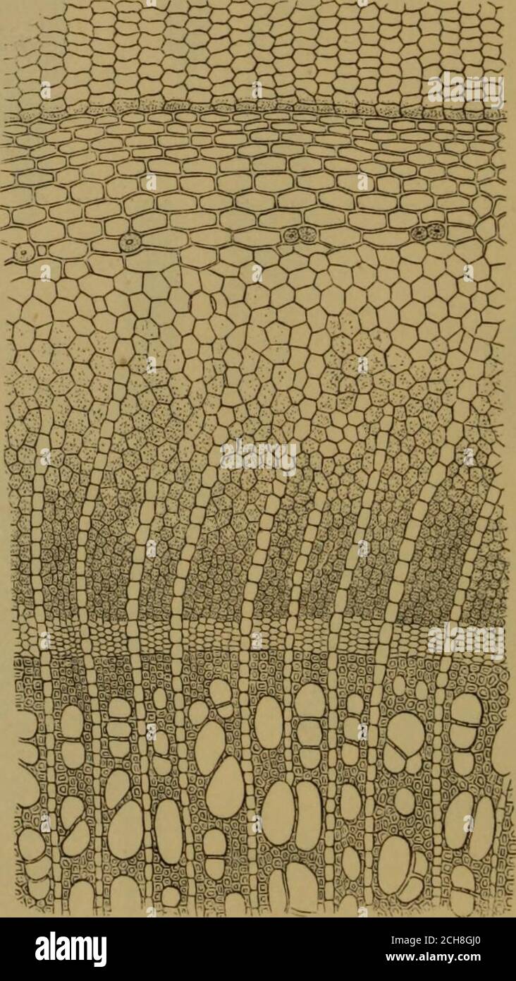 . Grundlagen der Pharmakognosie : Einführung in das Studium der Rohstoffe des Pflanzenreiches . Abb. 143. The Rinde is except. So z. B. in Radix Ipecacuanhaeund in Bad. Taraxaci Sehr charakteristisch im Verlauf und inhaltsam die Markstrahlen der Rhabarber (Abb. 146 b), welche nur im Rin- a. ,m i i Abb. 144. *) wie Essner (Abhandl. d. naturforsch. Ges. Halle 1882) geordert hat,besetzen Anzahl und Höhe der Markstrahlen, sowie Form und Grösse derMarkstrahlzellen bei den Conifen keinen diagnostischen Werth. 143) Mauerfördere Markstrahlzellen aus Lü/nuiu Juniperi im radialen Längs Stockfoto
