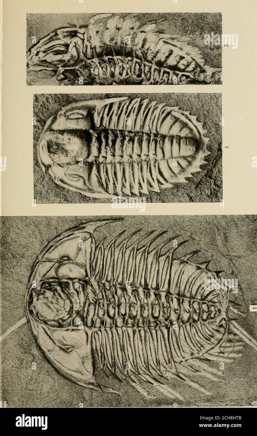 . Smithsonian verschiedene Sammlungen . d pygidium wird in der Nähe ihrer Basis abgebrochen, und in der Regel werden die Basis und ein Stück des Tests mit ihm gebrochen. U. S. Nationalmuseum, Katalog Nr. 65510.die Exemplare, die Neolenus serratus (pis. 14-23) sind von der Lokalität 35k, Mittelkambrium: Burgess Schiefer Mitglied der Stephen Formation, am Westhang des Grats zwischen Mountfield und Wapta Peak, 1 Meile (1.6 km) nordöstlich von Burgess Pass,über Feld, British Columbia, Kanada. Kootenia dawsoni Walcott 131 Abb. 2. (X2.) Ein etwas gebrochenes und zerdrücktes Rückenschild thatillustrat die Gattungen Stockfoto