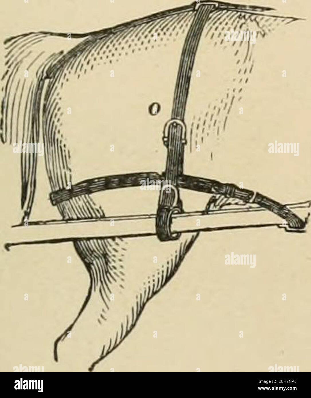 . Das Pferd, in den Ställen und auf dem Feld: Seine Sorten, Management in Gesundheit und Krankheit, Anatomie, Physiologie, etc. G und schmale Streifen von Leder, die von der Spitze durch die Hame und Pad-Terrets zu den Autofahrern Hände. Peilscheren sind zusätzliche Zügel, die an Bridoonbits befestigt sind, und die durch Ohrringe auf oder in der Nähe der Kehlschnur zum Haken auf dem Pad passieren. Sie werden jedoch jetzt selten in einem einzigen Gurtzeug verwendet; aber sind im Plan auf Seite 340 enthalten. Wo das Lagerrecht nicht verwendet wird, wird nun manchmal ein Langohrring vom Kopf des Wadenkopfes aufgehängt, durch den das Fahrrecht hindurchgeht, Stockfoto