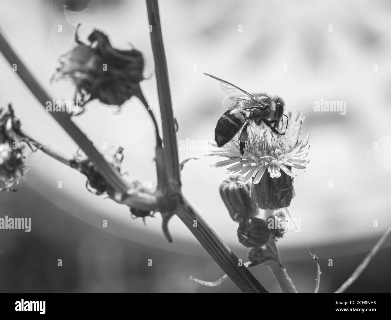 Bienen bestäuben eine Blume Stockfoto