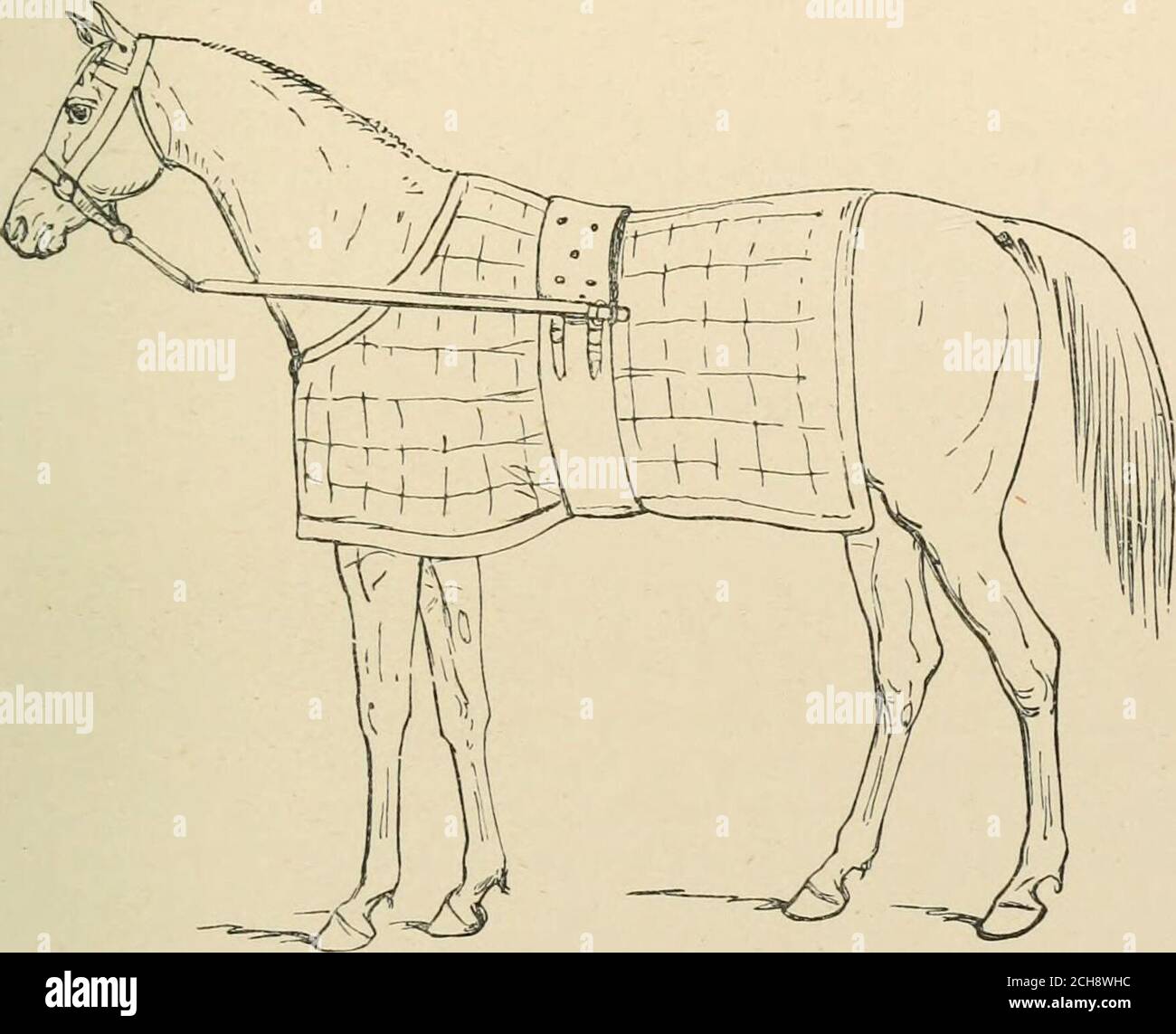 . Das Pferd, in den Ställen und auf dem Feld: Seine Sorten, Management in Gesundheit und Krankheit, Anatomie, Physiologie, etc . Bein über dem Kragen-Zügelung, wenn die Platine nicht schwer genug, um darin fest zwischen dem Kopfkragen und dem Ring in der Krippe gespannt zu halten.ungeduldige Tiere, auch, Die ständig an ihrem Wurf pfeifen, werden HEILMITTEL FÜR STABILE LASTER UND SCHLECHTE GEWOHNHEITEN 293 manchmal bekommen einen ihrer Vorderfüße über sie, aber das ist nicht so schwer ein Unfall. Um zu verhindern, dass das Unheil, das in beiden Fällen durch die Struggle verursacht wird, frei wird, vor allem wenn das Hinterbein so gefangen wird, der Rin Stockfoto