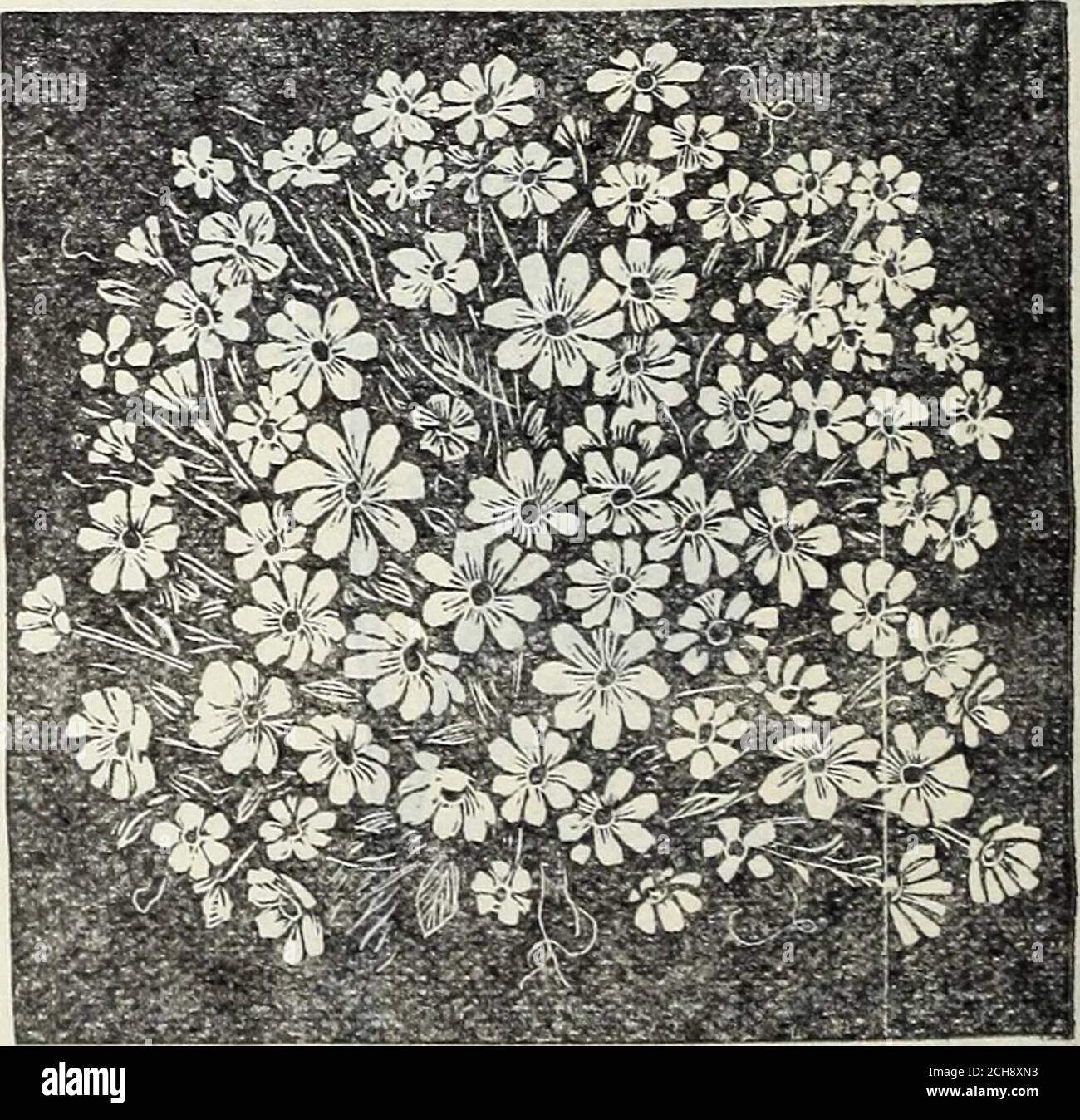 . Stecklers Samen : 1905 . d wegen seiner silbrig weißen Blätter. Steht unser Sommerbrunnen. Coleus. Eine bekannte und schöne Bettpflanze, die leicht durch Samen vermehrt werden kann, die verschiedene Schattierungen von farbigen Pflanzen produzieren. Cyclamen Persicum. Alpine Violett. AGREEN-Hauspflanze mit tuberösen oder ratherbulbösen Wurzeln, blühend reichlich, besitzt von sehr ornamentalem Laub und ofeasy Kultur, sollte sie in keiner Sammlung von Grünhauspflanzen fehlen. Im August und September in Töpfen säen, in kleinen Töpfen, wenn groß genug, und keepeither im grünen Haus oder ein Zimmer in der Nähe der Rinde transplantieren Stockfoto