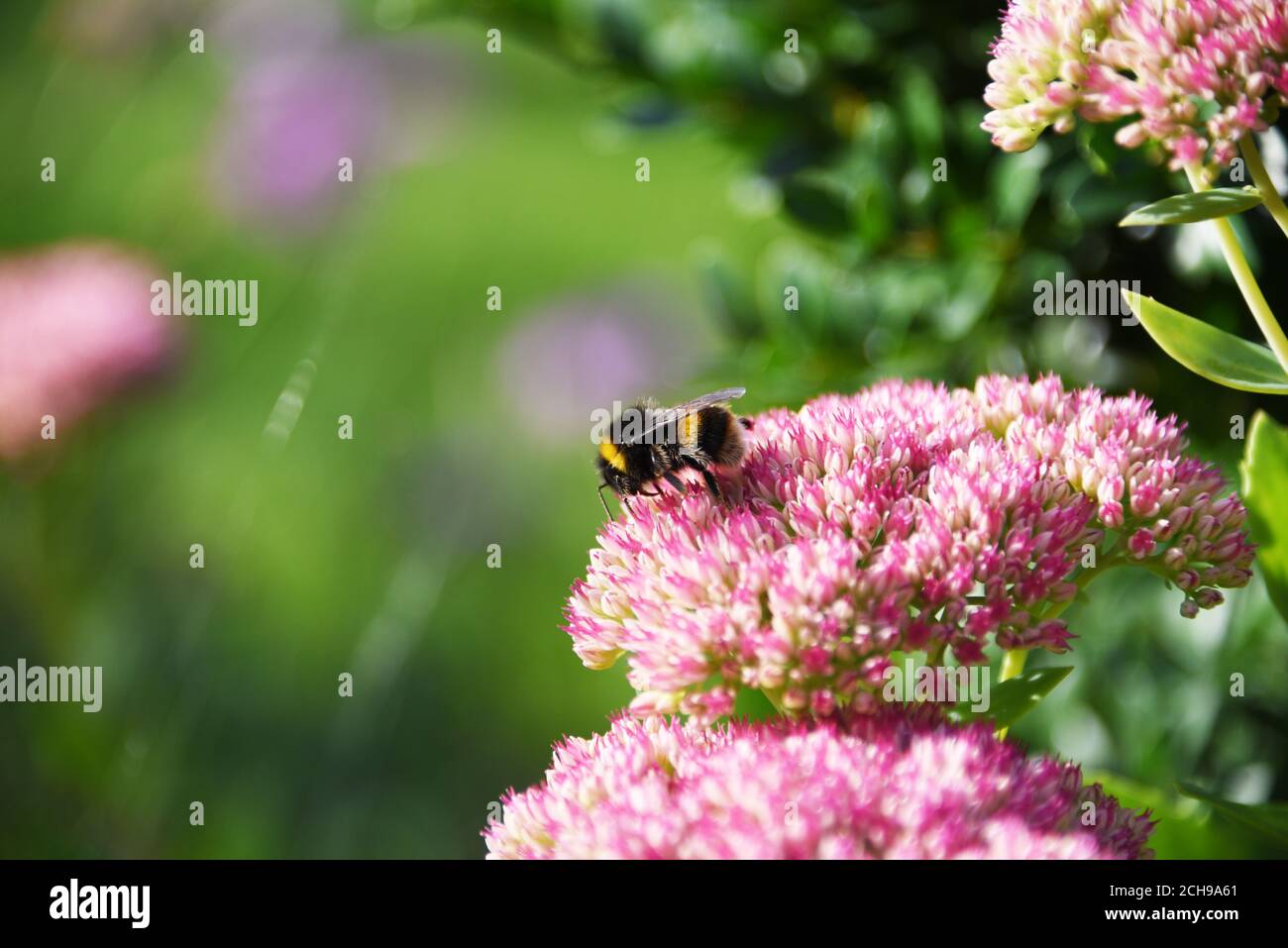 Weißschwanzbumblebee (Bombus lucorum), die sich auf Nektar einer rosa Blume (Hylotephium ‘Autumn Joy’) ernährt. Aufgenommen in einem Wiltshire Garten. Stockfoto