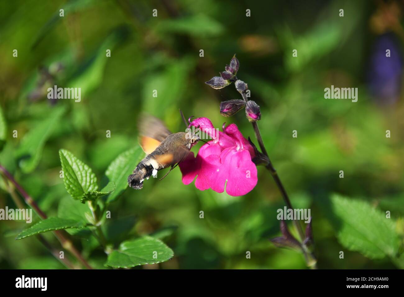 Eine Kolibri Hawk Moth, die sich auf dem Nektar einer rosa Blume ernährt. Fotografiert im englischen Garten. Querformat. Stockfoto