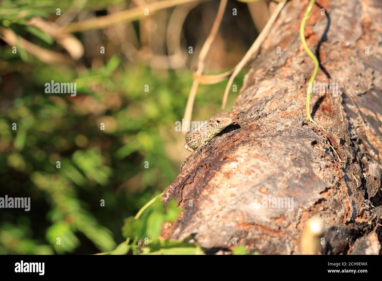 Eidechse sitzt auf braunem Baum und genießt die Abendsonne Stockfoto