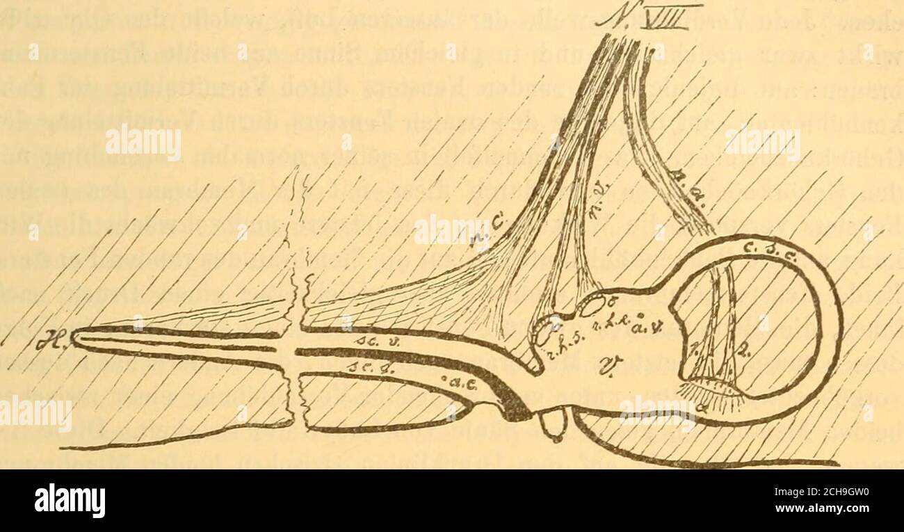 . Handbuch der Ohrenheilkunde . PaukenhÃ¶hle in den Rachen als umgekhrt. Beijdem Schlingacte wird der Tubencanal einmal fÃ¼r kurze Zeit durch ab-leben der hÃ¤utigen Tuba von dem Tubenknorpel klaffend geÃ¶ffnet. Esgeschieht dies durch den Muse, spheno-salpingo-Staphylinus, der zukleiechein Spanier des weichen Gaumens (Tensor veli) ist und war wÃ¤renddes eigentlichen Hinunterschlingens, zu einer Zeit, wo die Kommunikationdes Rachens mit der Nase wieder frei geworden ist. In the vorauf- Â§ 1. Das HÃ¶ren. 343 gehenden Theile des Schlingectes, wÃ¤hrend dessen der Schluck oder derBissen, bei Pers Stockfoto