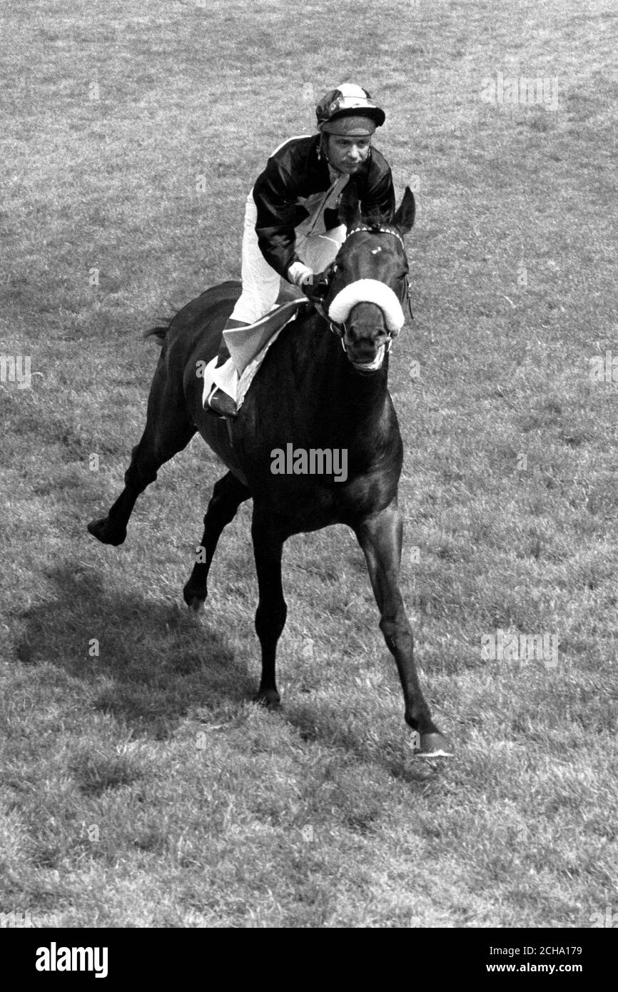 Jockey Geoff Lewis sah Rennen 'Mill Reef', Gewinner des 1971 Epsom Derby und der Eclipse Stakes, wird für die King George VI und Queen Elizabeth Stakes in Ascot eingetragen. Stockfoto