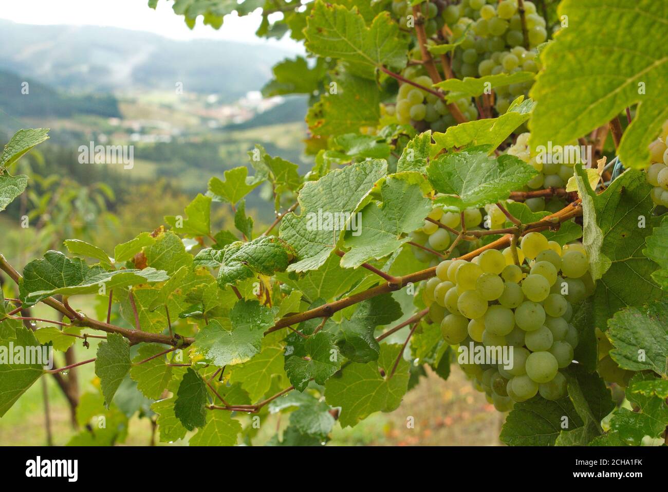 Betreiber in der Weinlese für die Ausarbeitung mit traditionellen Techniken des Txakoli Weißweins. Stockfoto