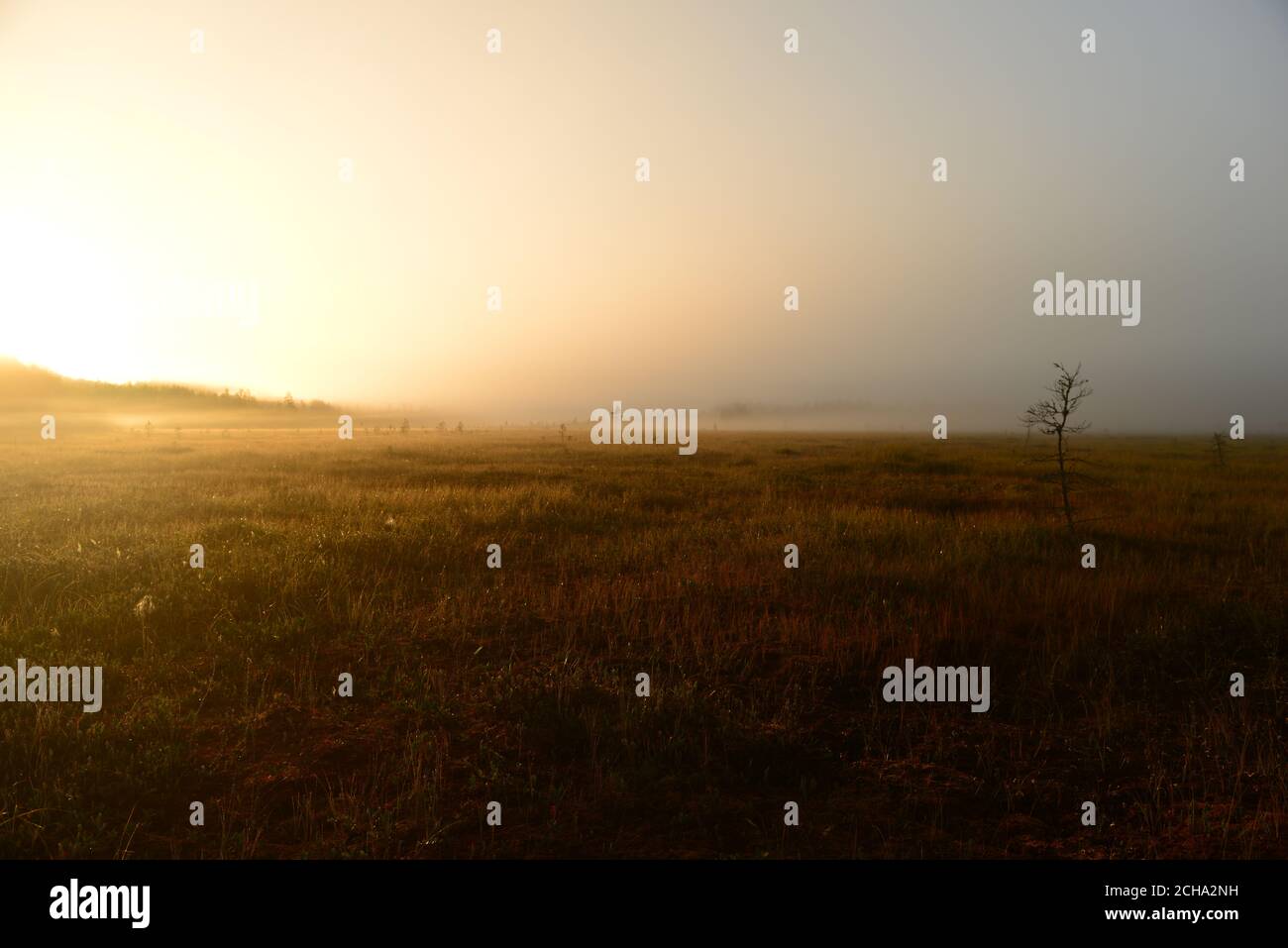 Glühende Sonne im dichten Sumpfnebel am Sonnenaufgang Stockfoto