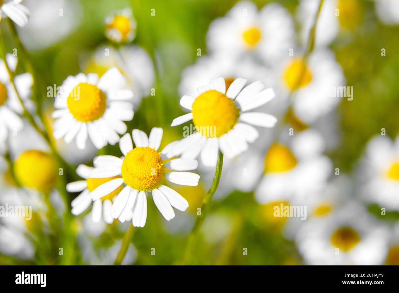 Apotheke Kamille ist Heilpflanze, Feld mit weißen Blüten Stockfoto