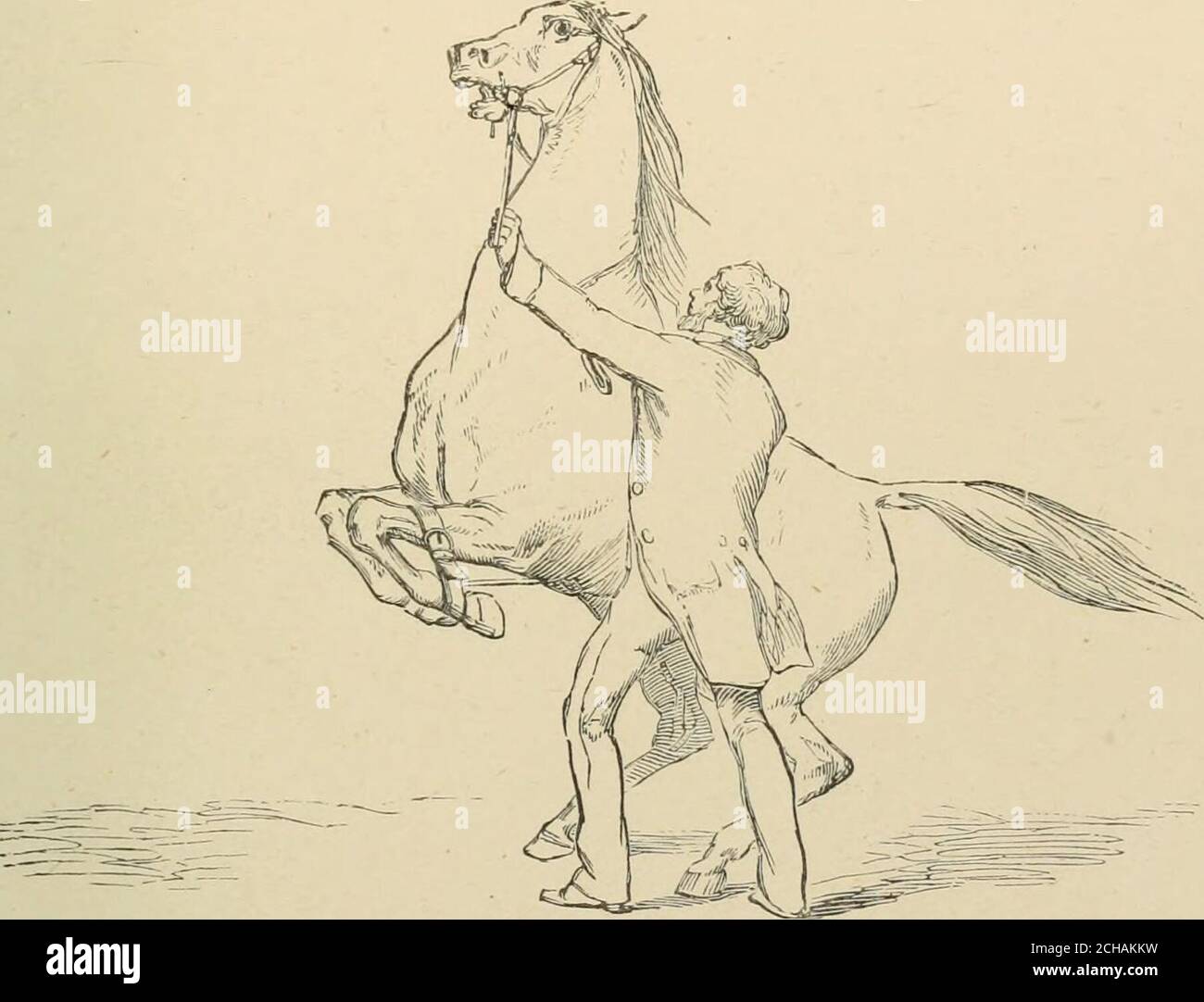 . Das Pferd, in den Ställen und auf dem Feld: Seine Sorten, Management in Gesundheit und Krankheit, Anatomie, Physiologie, etc. Und, die linke Züchtung wird in die linke Hand genommen und sanft ruckelt – Mit dem üblichen leichten Reiz mit der Zunge, um das Pferd, DAS AN SEINEN HINTERBEINEN REISST, 197 bewegen zu lassen, kann er das Pferd nur durch Anheben des Vorderbeines vom Boden in der Aktion, die als Hopping bekannt ist. In dem Augenblick, wo dies beginnt, zieht die rechte Hand das abgehauste Bein bis zum Surkingle und hält es dort, wenn das Pferd entweder an seinen Hinterbeinen in die Luft gebunden werden muss, oder er muss auf das Gro heruntergehen Stockfoto