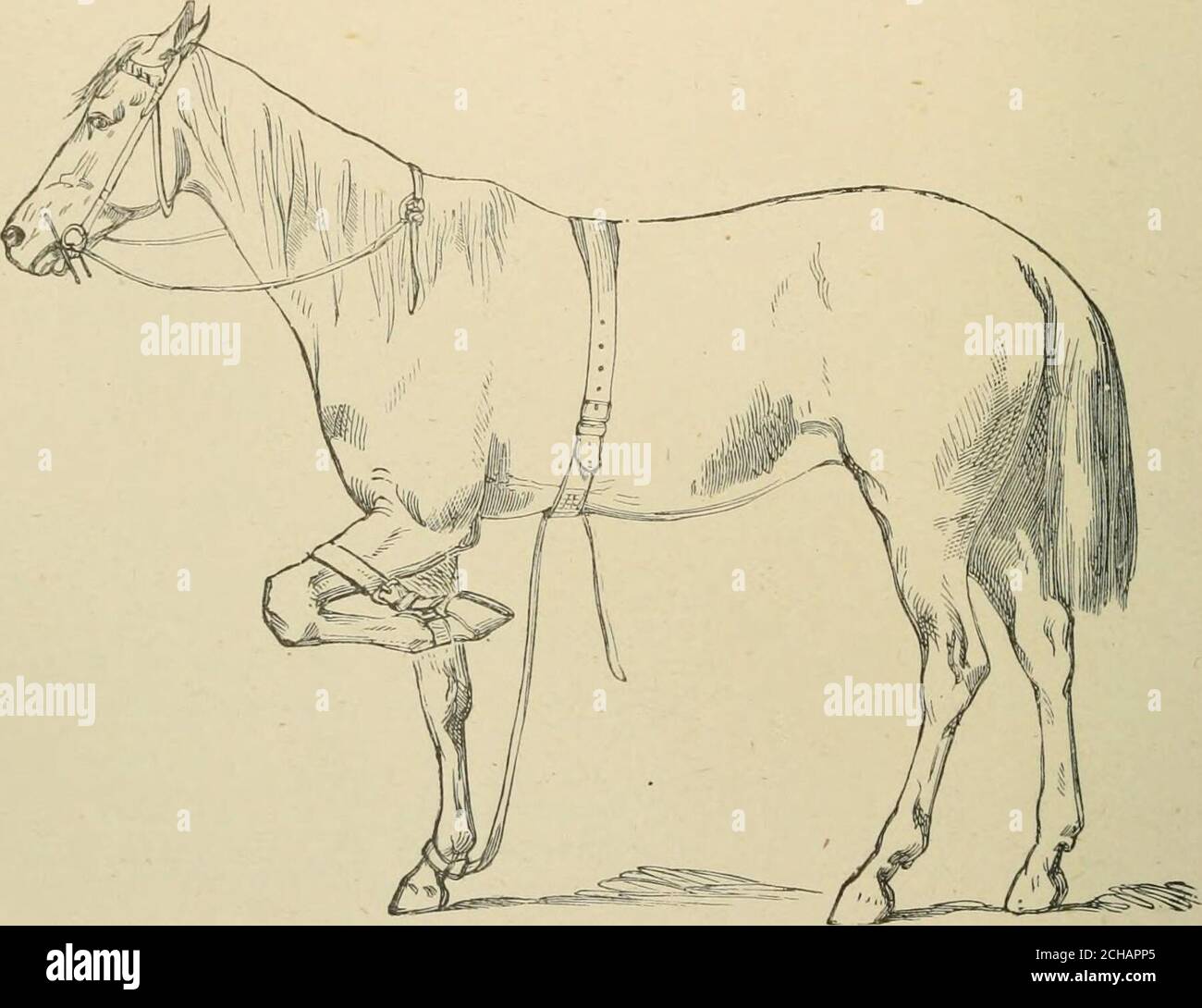 . Das Pferd, im Stall und auf dem Feld: Seine Sorten, Management in Gesundheit und Krankheit, Anatomie, Physiologie, etc. Oben gezeigt, wird das Thema unter Manipulation eitherinduziert, um seinen Fuß in die Schlinge fallen lassen, oder es wird um seinen Knöchel gerutscht, während die off-Zügelung von der anderen Hand gehalten wird, um die Zähne aus dem Bediener zu halten. Sobald diese Schlaufe fest um das Bein gezogen ist, wird das andere 196 DAS PFERDEENDE durch das Surkingle unter den Bauch geschlüpft, und die gesamte Kontrolle des Pferdes ist nur eine Zeitarbeit. Die Anordnung dieser Bänder ist in der Gravur, wo Cruiser Skizze ist welshown Stockfoto