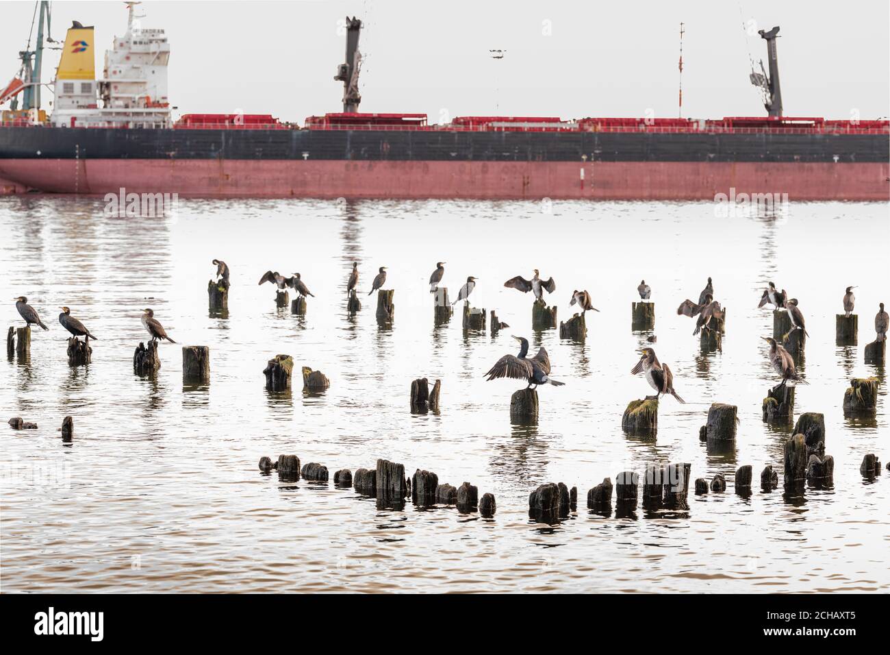 Kormorane auf der Insel Usedom bei Swinemünde / Hafen Świnoujście, Polen, vor Industrieschiffen. Stockfoto