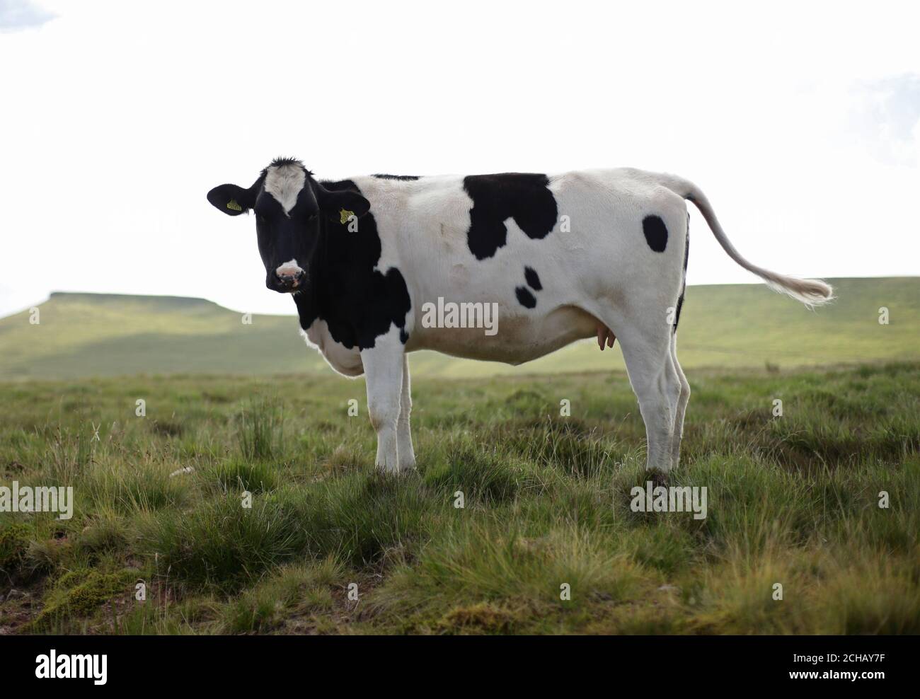 Eine Kuh neben einem Pfad im Brecon Beacons National Park in Wales. DRÜCKEN Sie VERBANDSFOTO. Bilddatum: Dienstag, 12. Juli 2016. Bildnachweis sollte lauten: Yui Mok/PA Wire Stockfoto