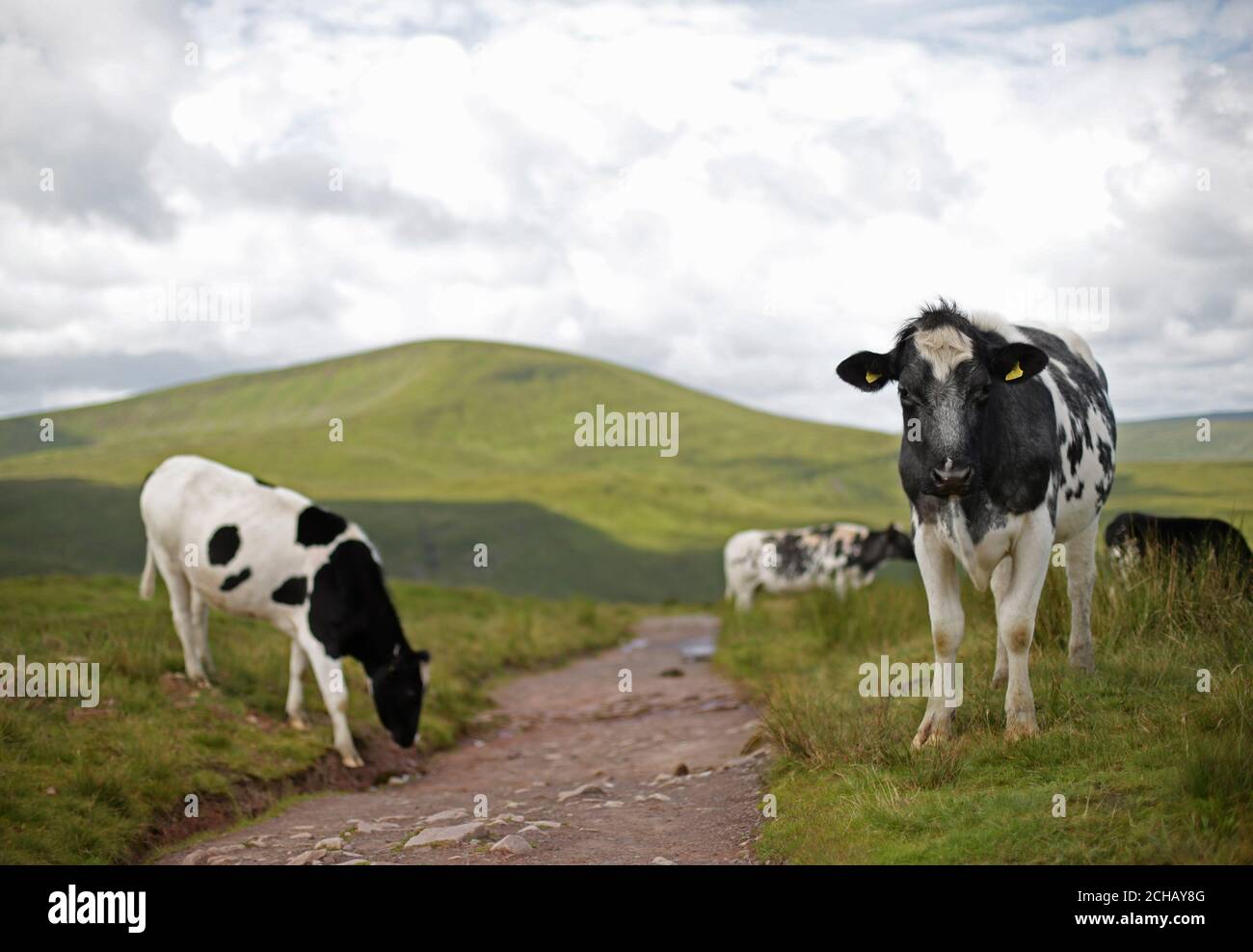 Eine Herde Kühe grasen neben einem Pfad im Brecon Beacons National Park in Wales. DRÜCKEN Sie VERBANDSFOTO. Bilddatum: Dienstag, 12. Juli 2016. Bildnachweis sollte lauten: Yui Mok/PA Wire Stockfoto