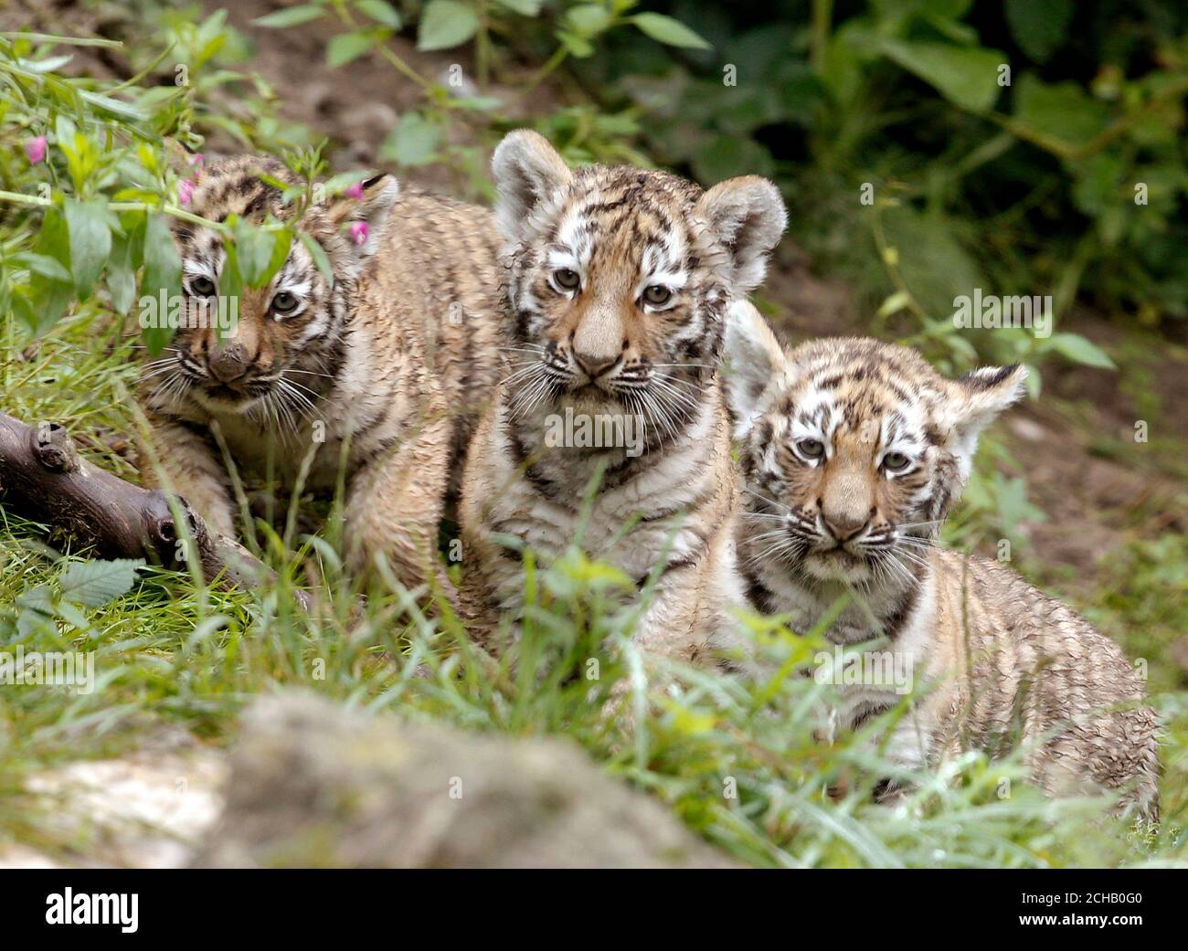 Tiger In Zoo Zurich Switzerland Stockfotos und -bilder Kaufen - Alamy