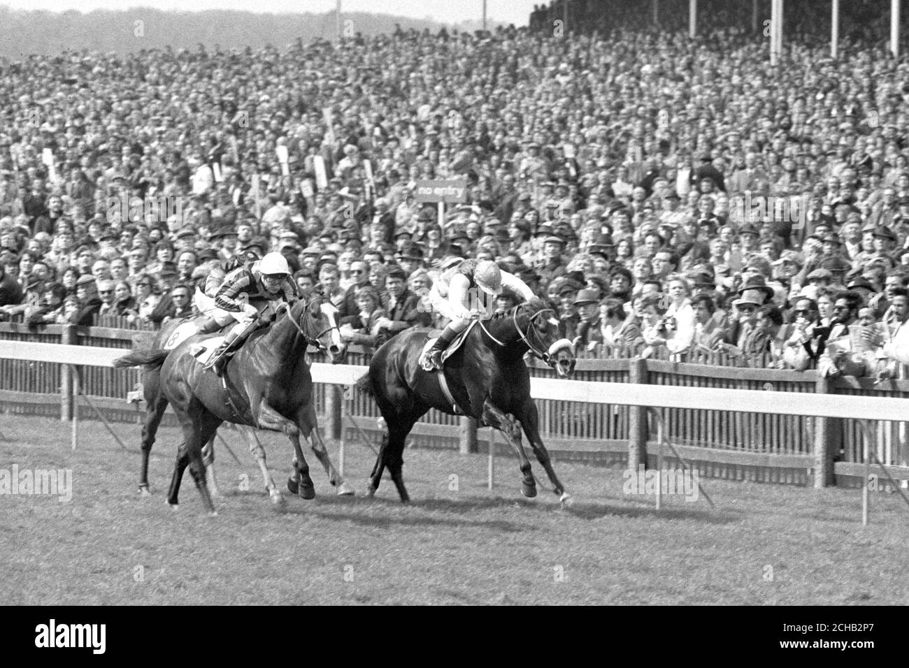 Das Ende der heutigen 2,000 Guineas-Anteile bei Newmarket, was Mr. K Abdulla's Know Fact (rechts), Willie Carson up und Mr. S Niarchos' Nureyev, Philipe Paquet up zeigt. Dahinter steht Posse, geritten von Pat Eddery. Nureyev war zuerst hinter dem Posten, wurde aber nach einer langen Stewards Untersuchung disqualifiziert und das Rennen wurde vergeben, um Tatsache zu wissen, wer den zweiten Platz erreicht hatte. Stockfoto