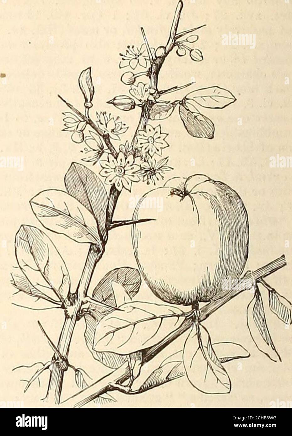 Ein umfassendes Wrterbuch der Bibel. Hier ist der els Shemen als  Unterschied zum Olivenbaum bezeichnet, er hat sich mit dem Zackum-Baum der  Araber identifiziert, der, nach Dr. J. D. Hooker, der