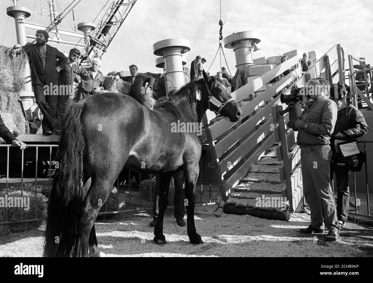 Der walisische Cob Rhyfyd Ifano wirft einen letzten Blick, bevor er die 'Noah's Ark', die dänische Rindertracht Dina Khalaf, in Poole Harbour besteigen kann. Mehr als 200 Tiere - darunter Rinder, Schafe, Schweine, Ziegen, Ponys und Pferde - werden verschifft, um die während des letztjährigen Konflikts getöteten Tiere zu ersetzen. Stockfoto
