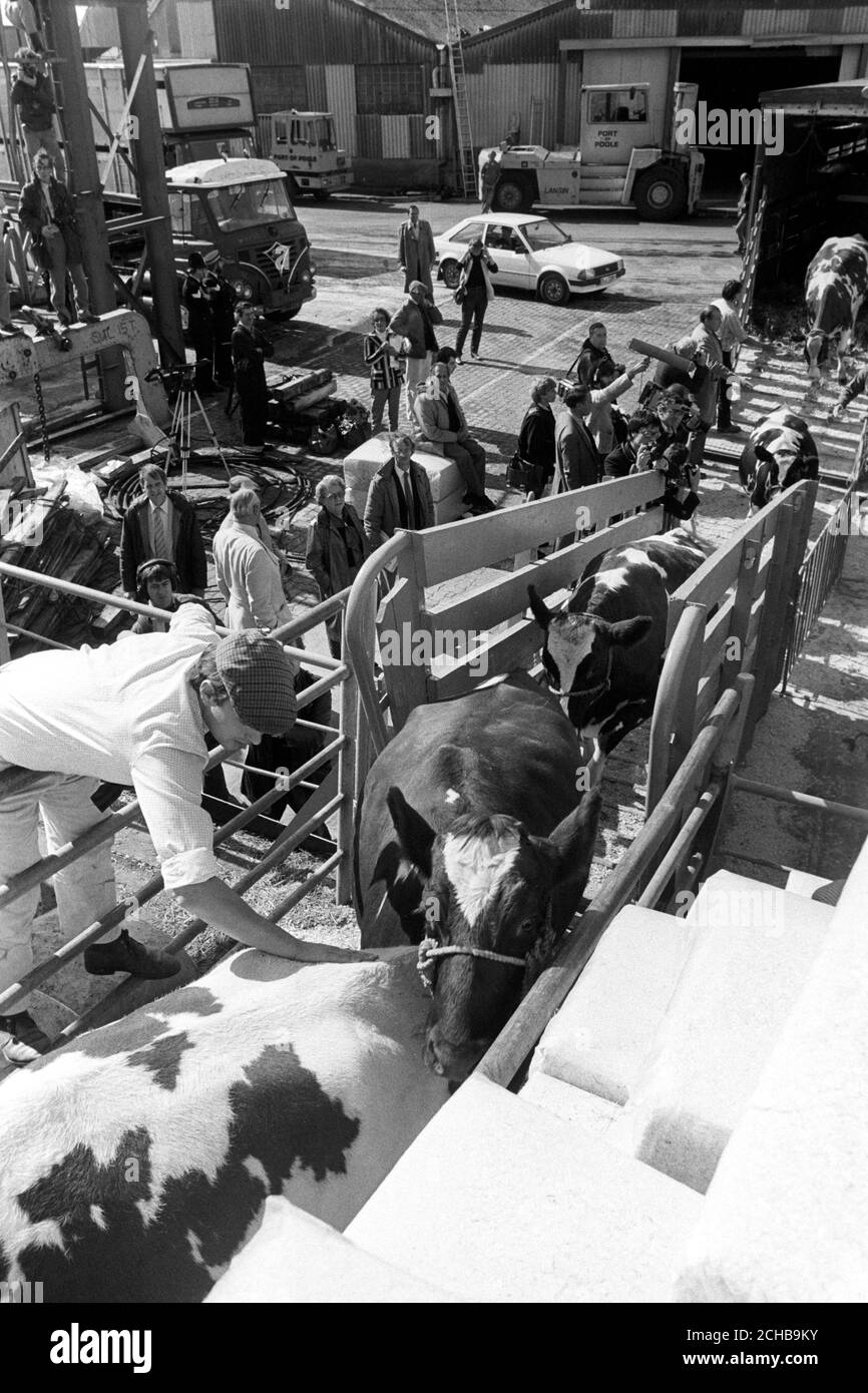 Das Vieh wird an Bord des dänischen Viehträgers Dina Khalaf im Hafen von Poole verladen und nach Falklands gebracht. Mehr als 200 Tiere werden verschifft, um die während des Falklandkonflikts im vergangenen Jahr getöteten Tiere zu ersetzen. Stockfoto
