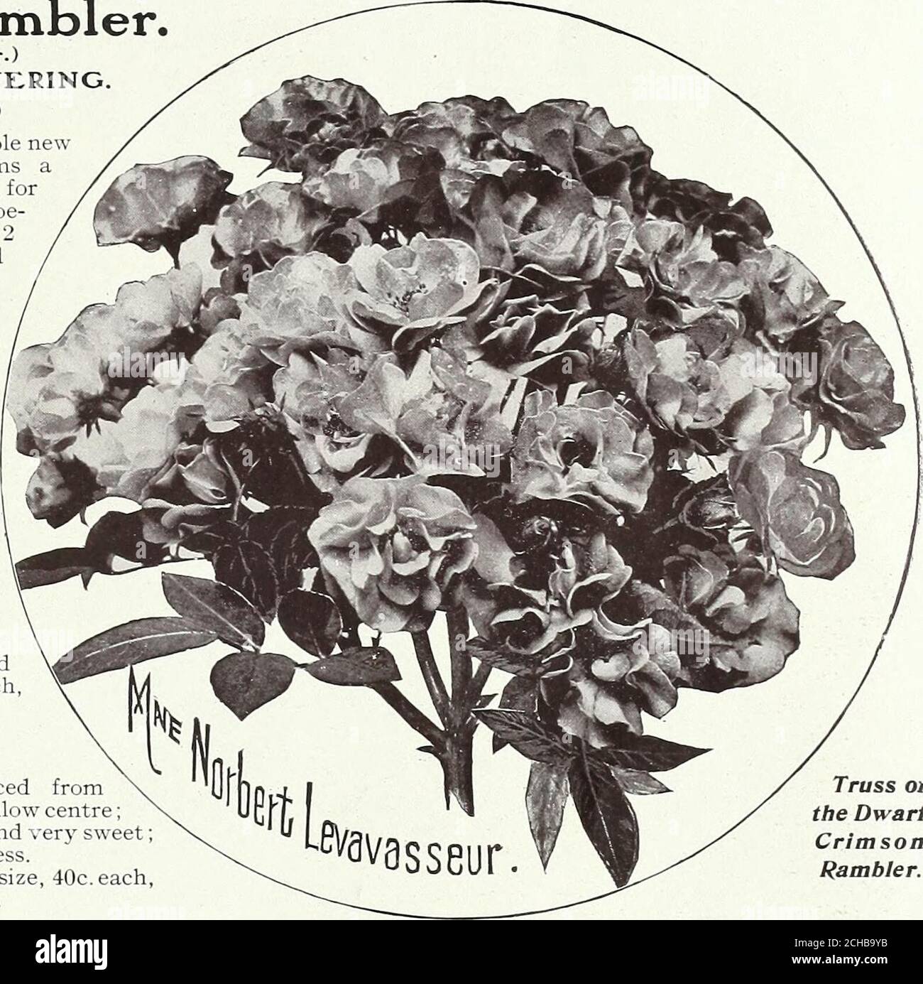 . Alles für den Garten : 1906 . ve jedes Jahr mit guter Kultur.die Färbung ist heller und beharrlicher als in seinem Elternteil, der Crimson Rambler, von dem es ein Sämling ist. Die Größe der Stecher und die Anzahl der Blüten in jedem sind das Wunder aller Betrachter. Seine Verwendung ist so vielfältig, dass es unschätzbar. Als abedding Sorte, um eine niedrige, attraktive Hecke zu machen, um einen Spaziergang zu Grenzen, für die Pflanzung in cem-Eeteries, oder für den Anbau in Töpfen im Haus, steht sie allein und muss seinen Weg überall finden.Denken Sie daran, es ist winterhart und ewig blühend.Preis, 1. Größe, 60c. Je, 6.00 € pro doz.; 2dsize, 4 Stockfoto