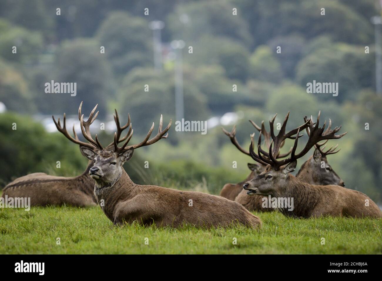 Hirsche an den Hängen des Ashton Court, North Somerset. Stockfoto