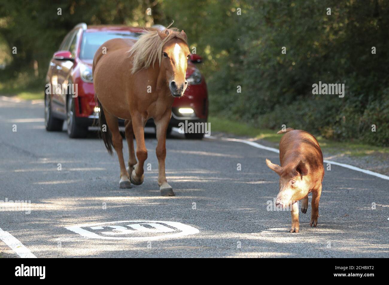 Ein Pony und ein Hausschwein machen ihren Weg entlang der Straße in der Nähe von Burley in Hampshire, während Pannage, oder "Common of Mast", wo die Tiere dürfen im New Forest während einer bestimmten Zeit im Herbst wandern, um auf gefallenen Eicheln zu feiern, Die in großen Mengen für Ponys und Rinder gefährlich sind. Stockfoto