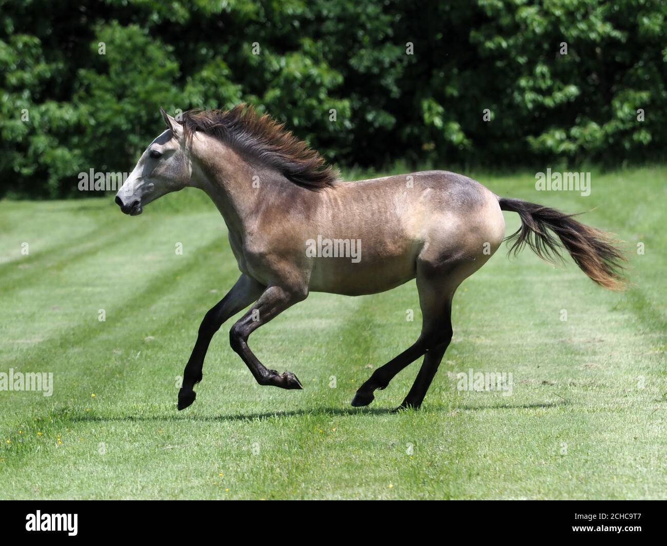 Ein einjähriges hengstfohlen spielt im Sommer auf einem Paddock. Stockfoto