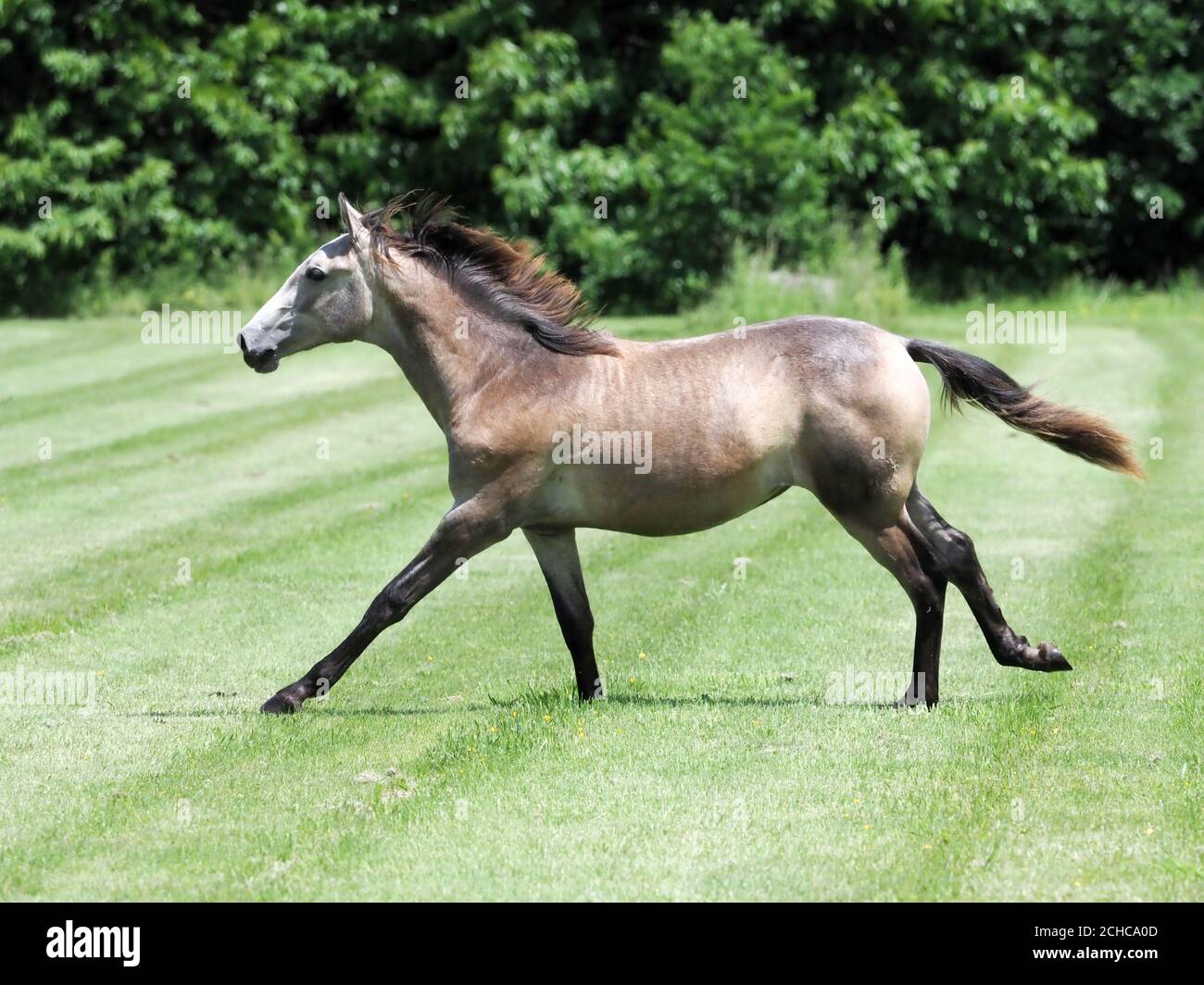 Ein einjähriges hengstfohlen spielt im Sommer auf einem Paddock. Stockfoto