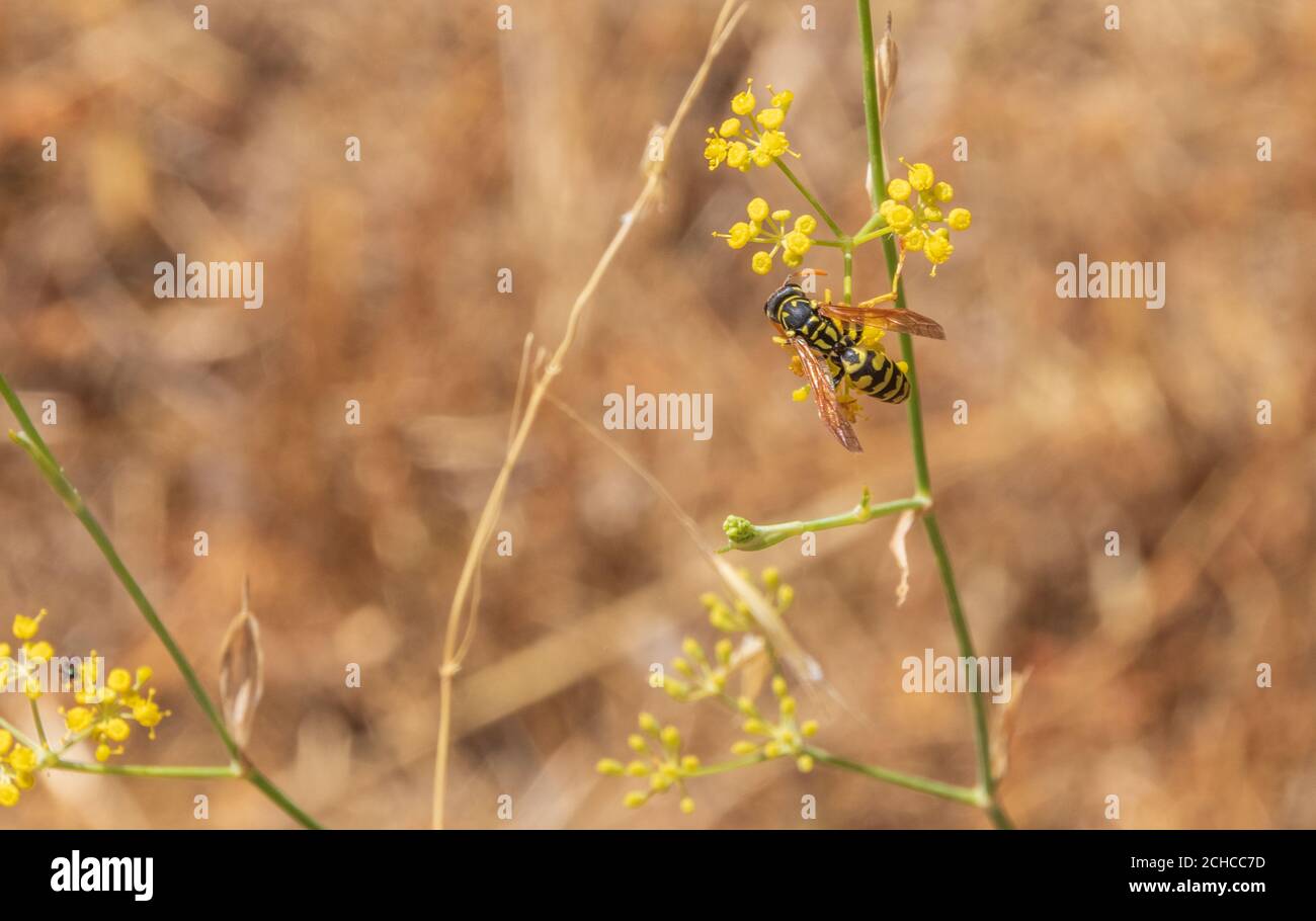 Polistes dominula, Europäische Papierwaspe Fütterung auf einem Foeniculum vulgare, Wilde Fenchel Pflanze in Blume Stockfoto