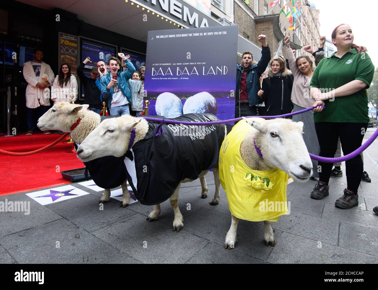 Drei Schafe nehmen an der Premiere von Baa Baa Land Teil, einem neuen 8-stündigen Zeitlupenfilm von Schafen in einem Feld & ETH; gemacht als die "ultimative Schlaflosigkeit Heilung" durch Meditation App Calm; gezeigt im Prince Charles Theater, London. Stockfoto