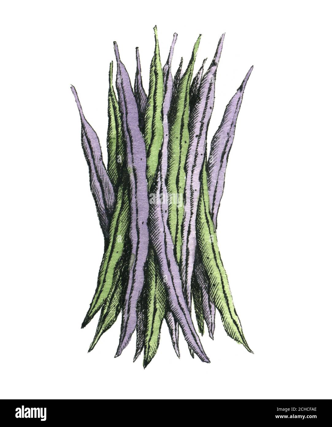 Handgezeichnetes Aquarellbild einer grünen Bohnen. Nur JPEG Stockfoto